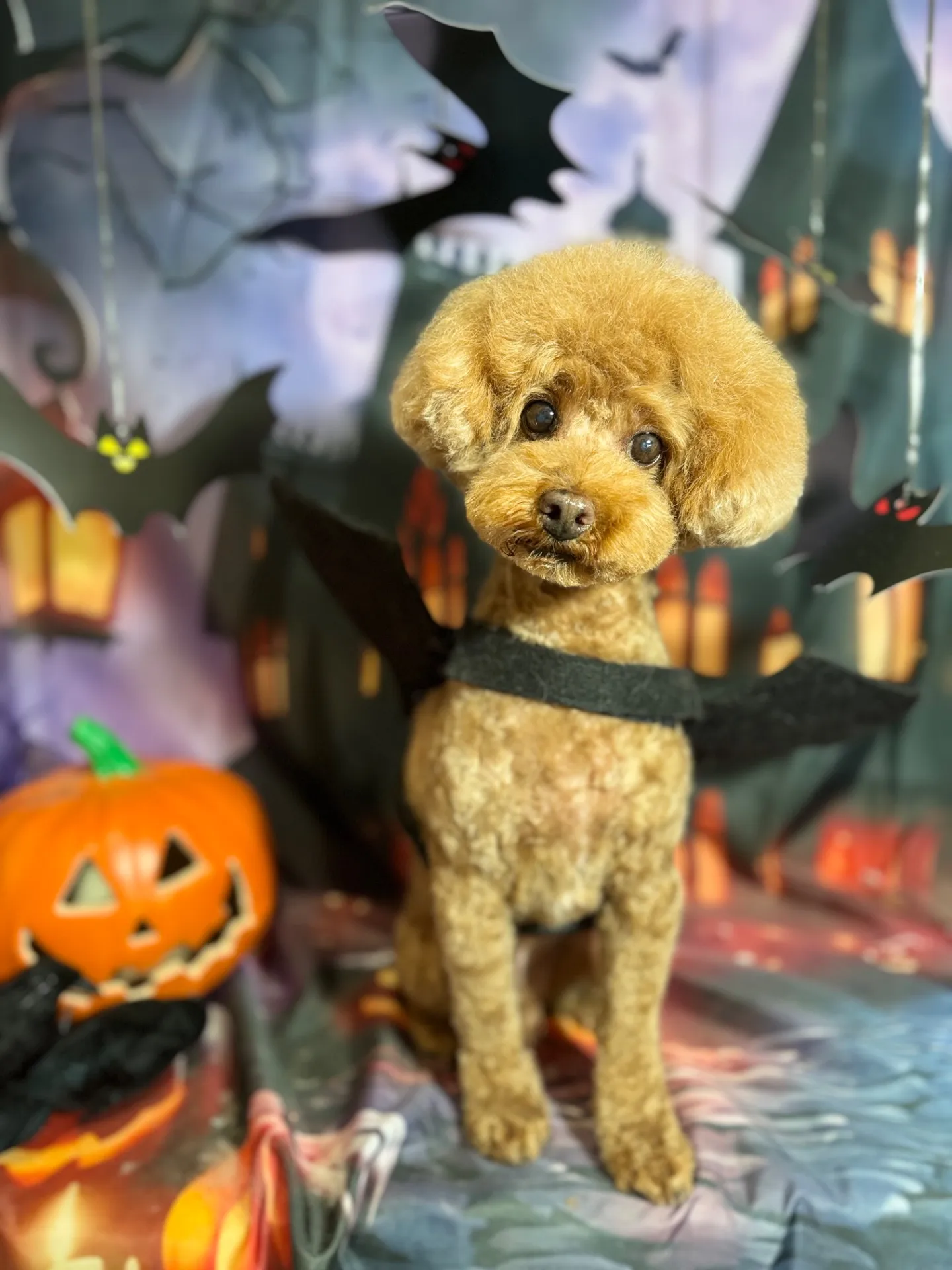 チャッピーくん