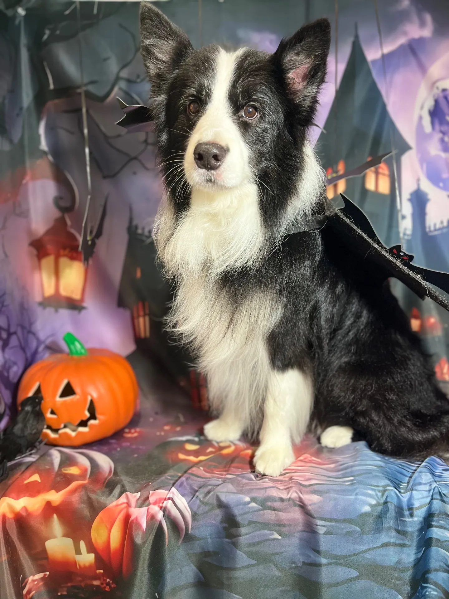 ウォルターくん