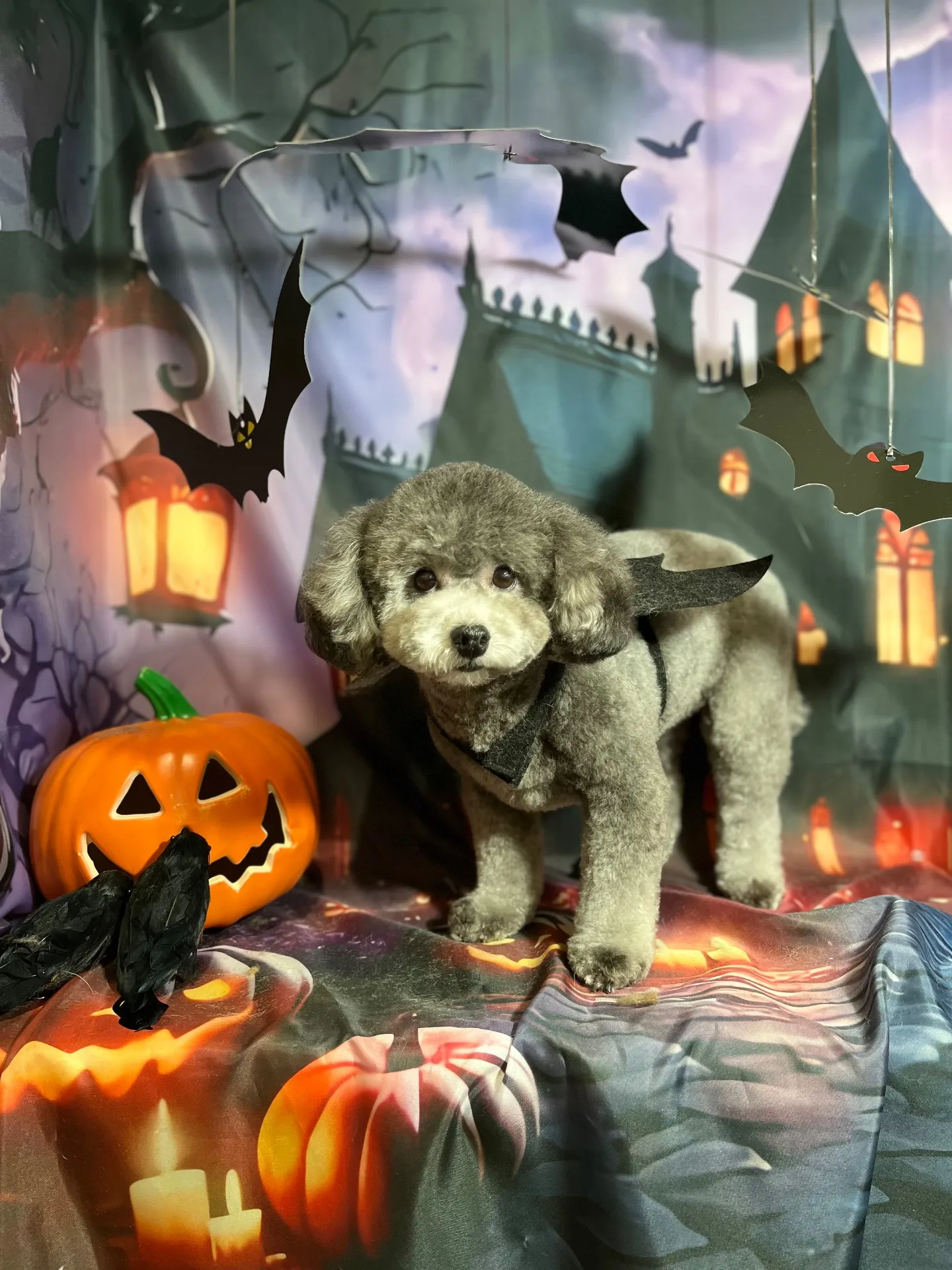 ギンナンちゃん