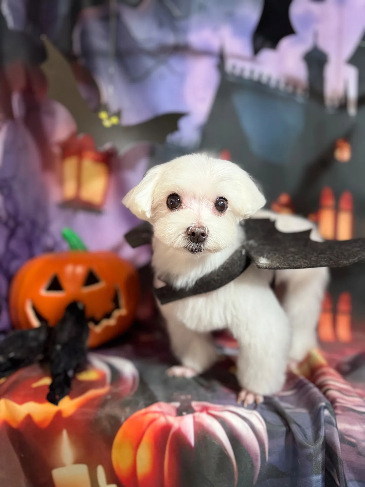 シェリーちゃん