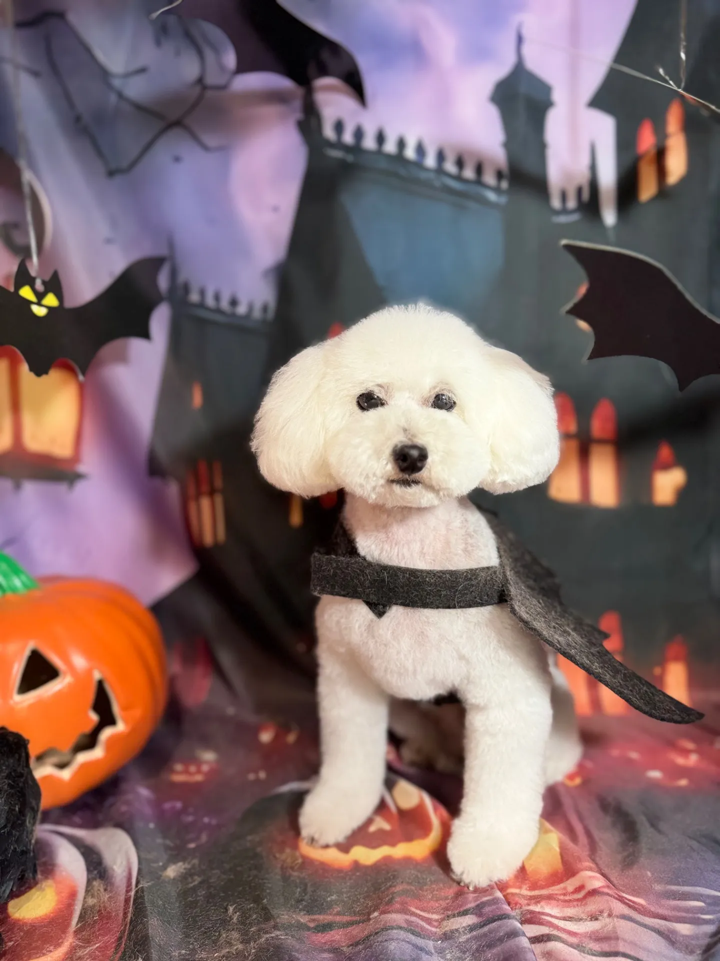 コットンちゃん