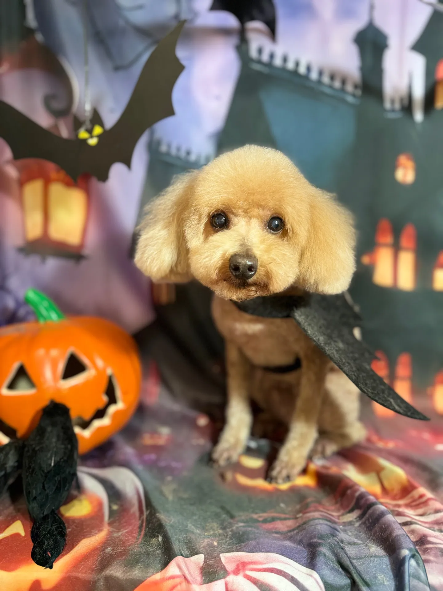 ハッピーちゃん