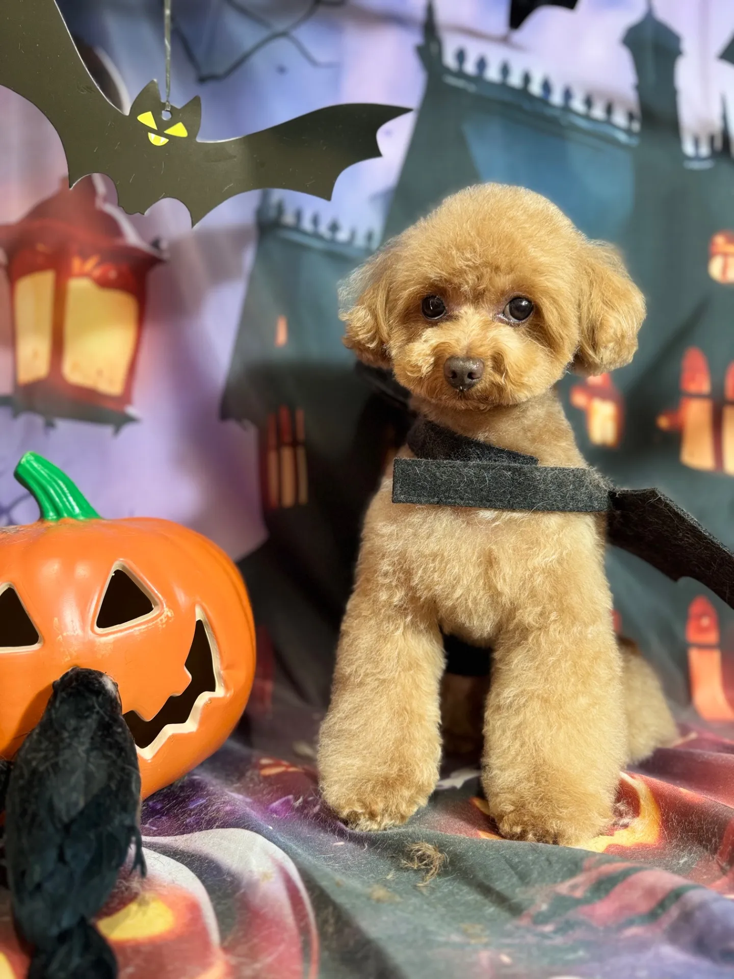 ビジューちゃん