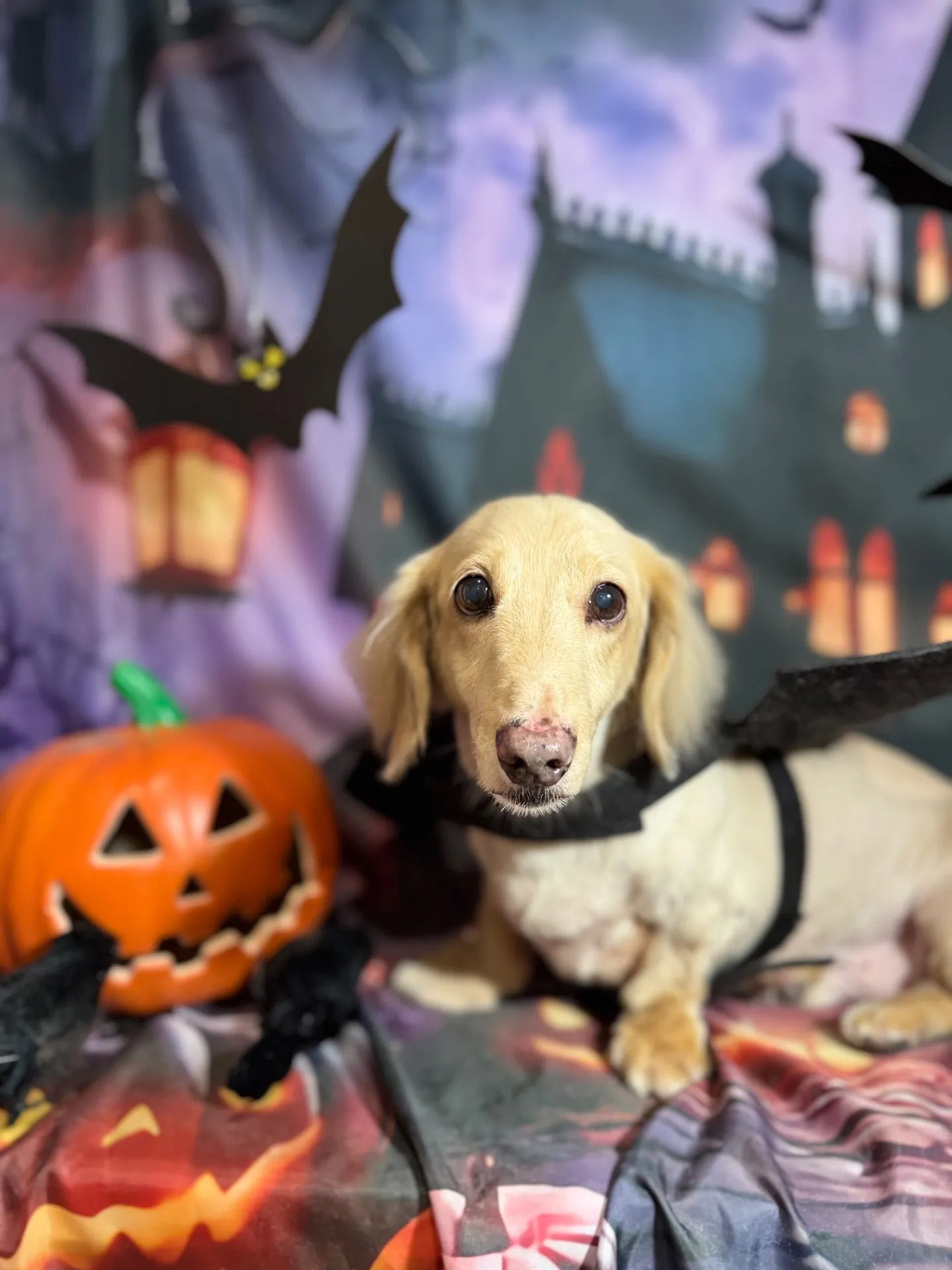 オオジロウくん