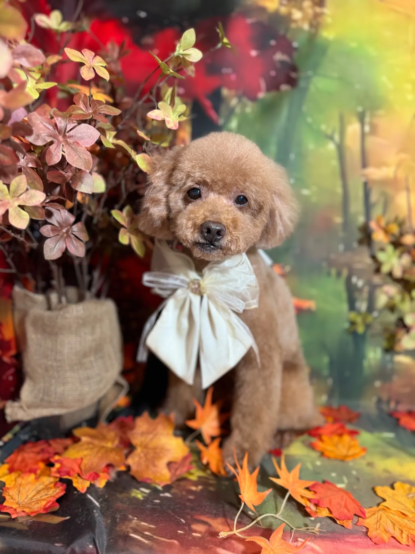 クッキーちゃん