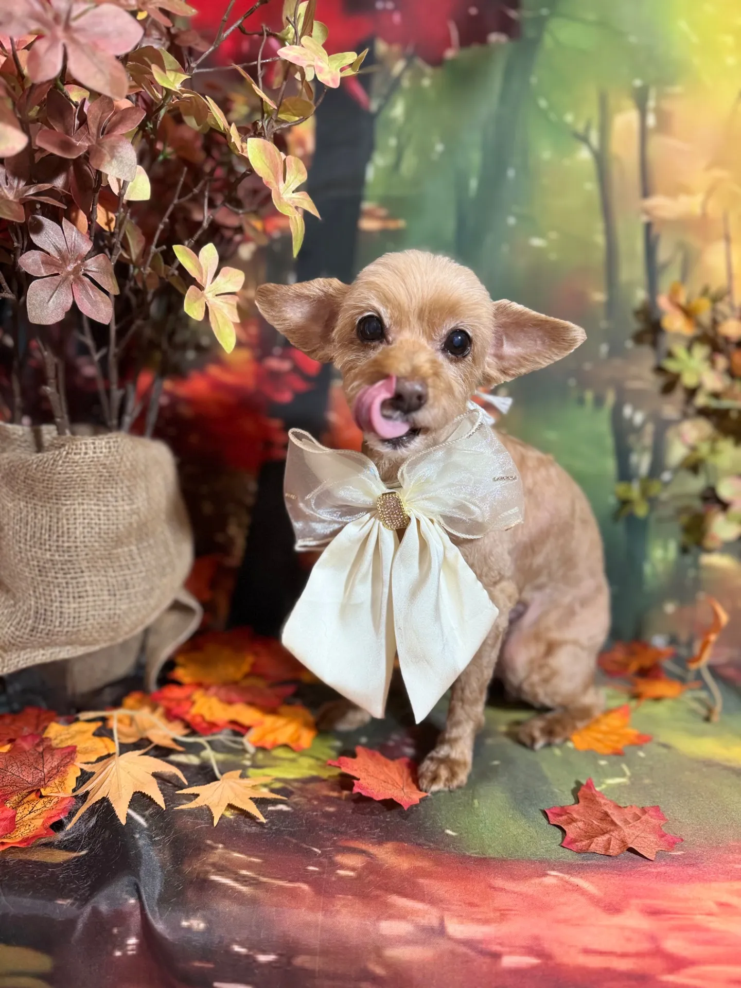 ティアラちゃん