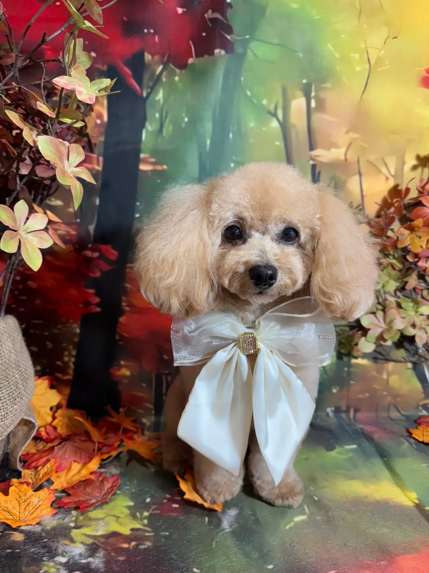 アンディちゃん