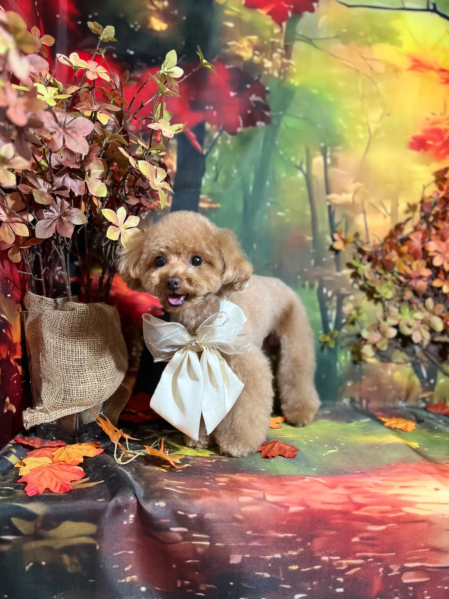 ビジューちゃん