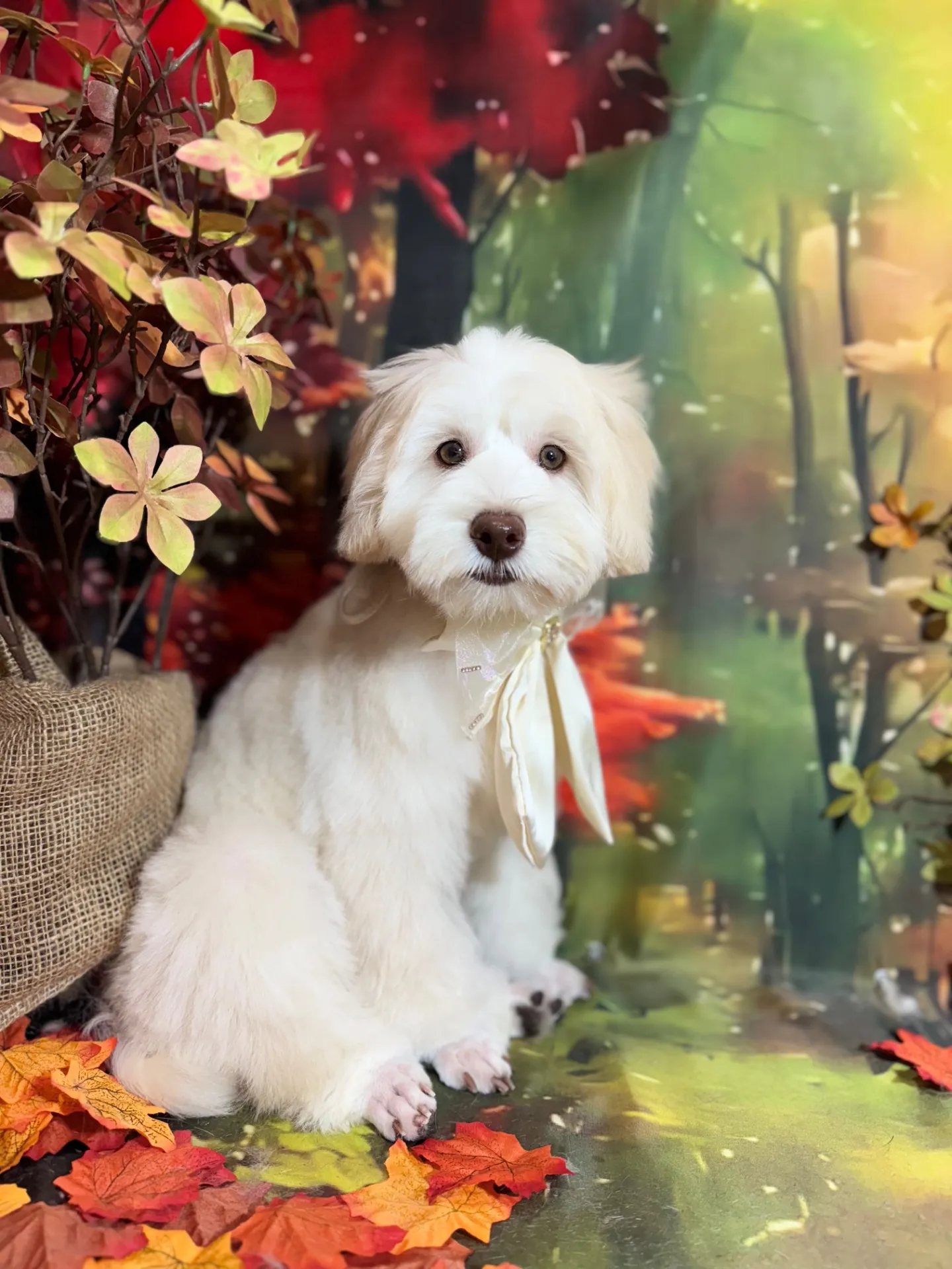 ヴィットーリアちゃん