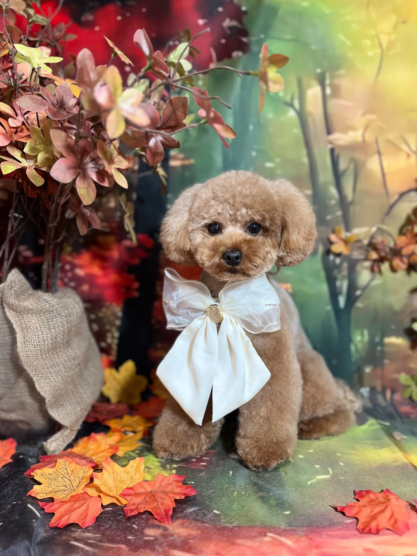 ちゃちゃまるくん