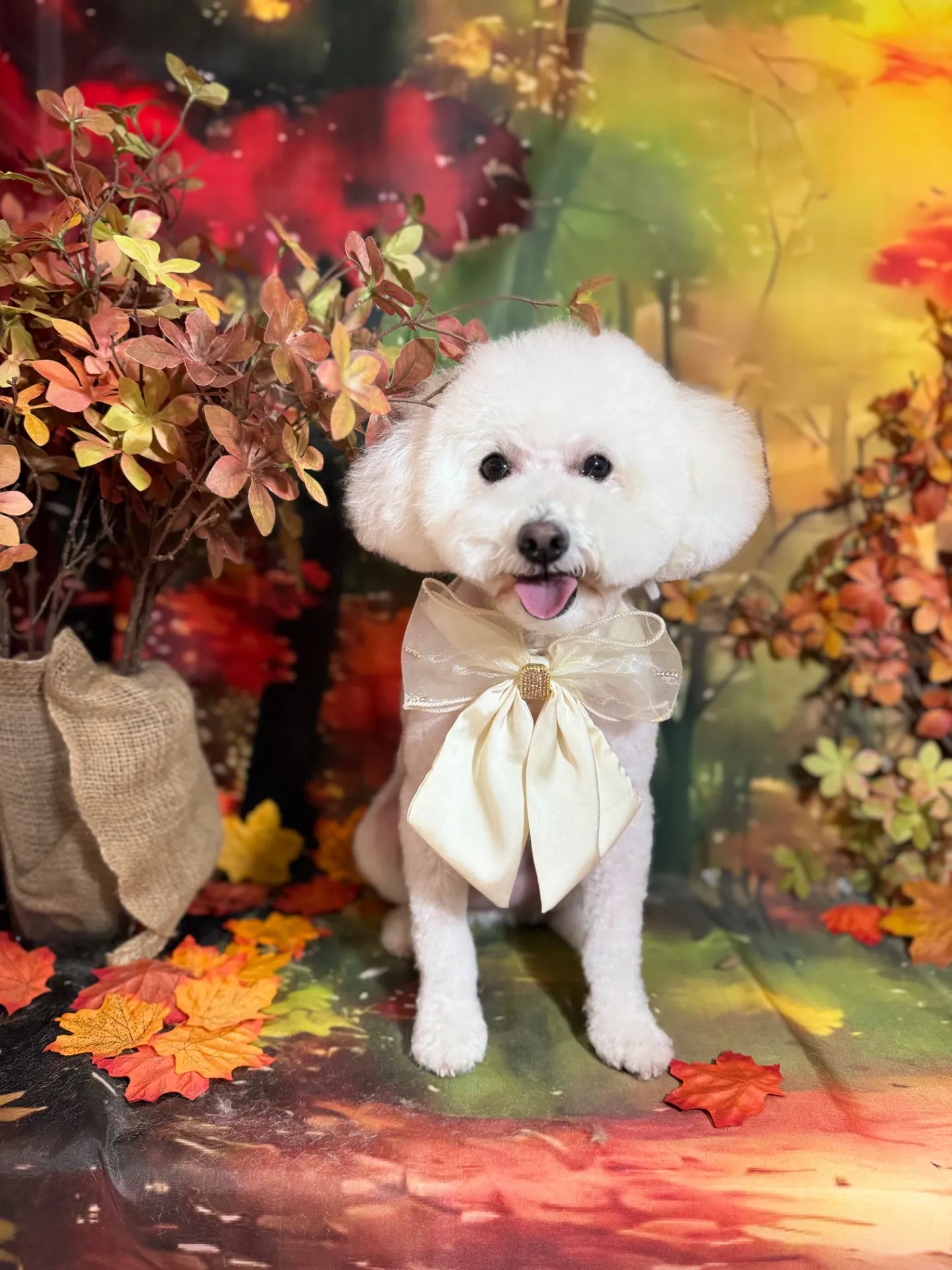 シュガーちゃん