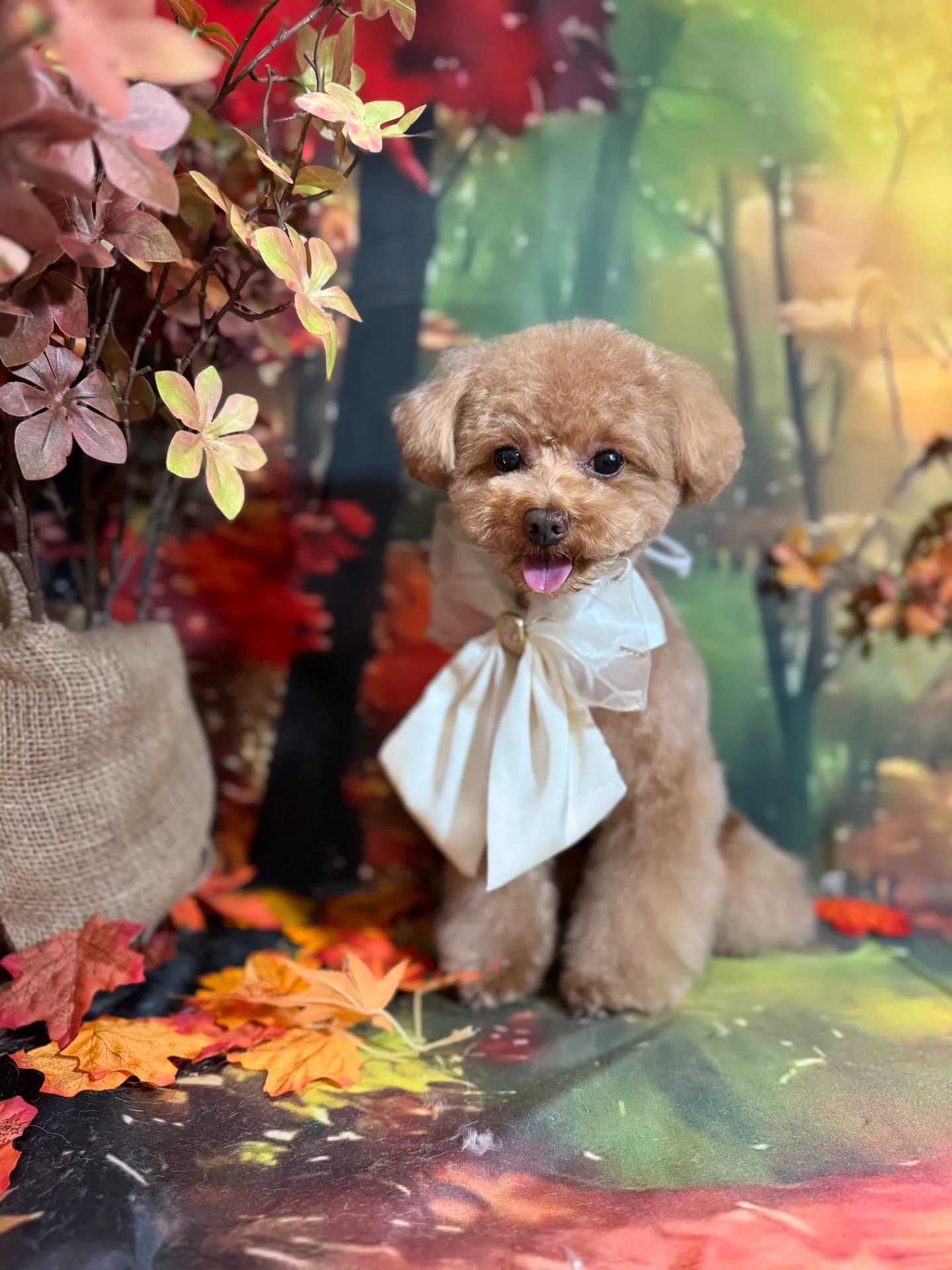 ビジューちゃん