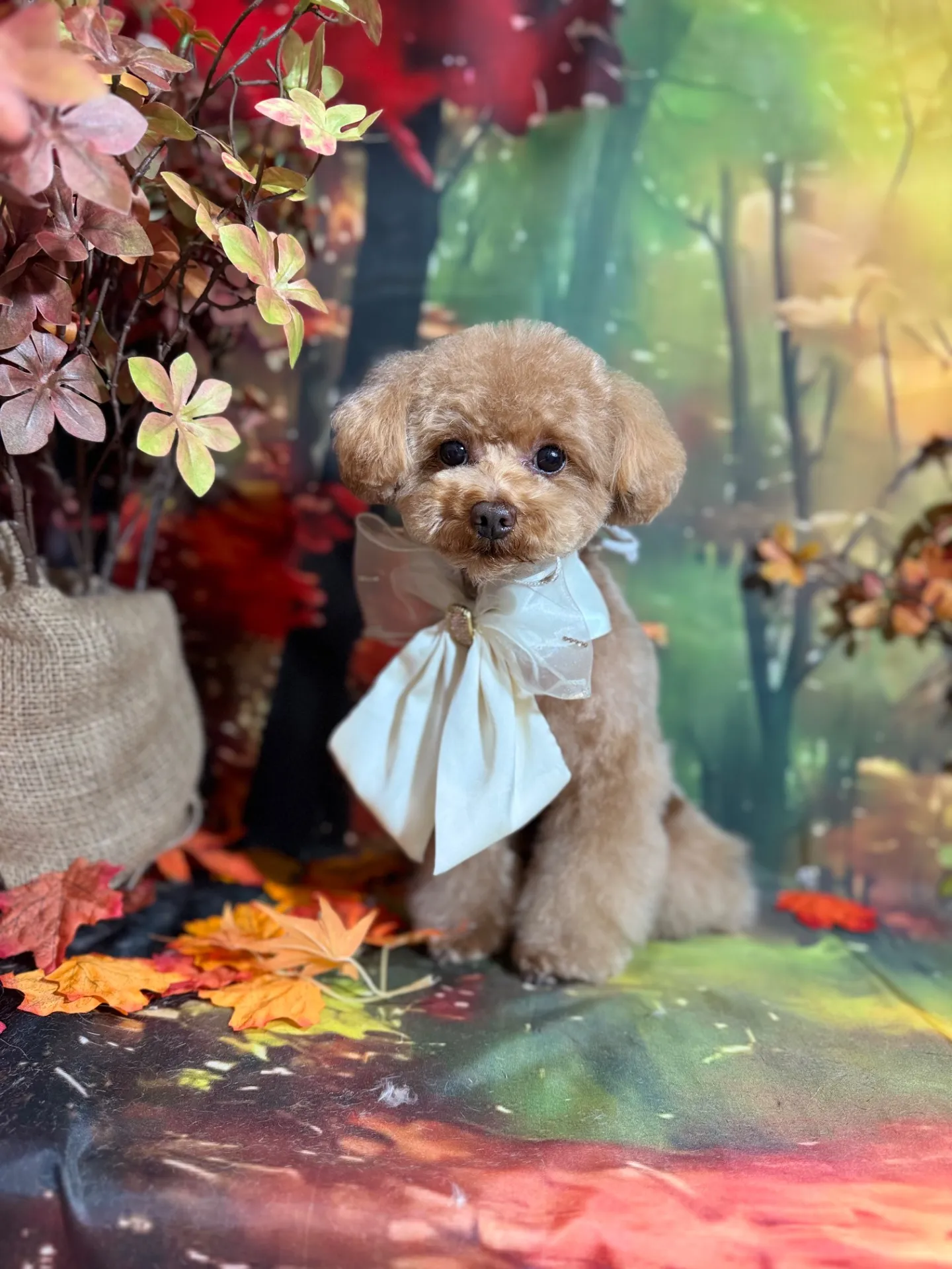 ビジューちゃん