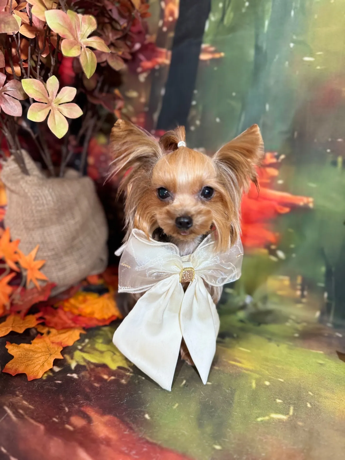 ベッキーちゃん