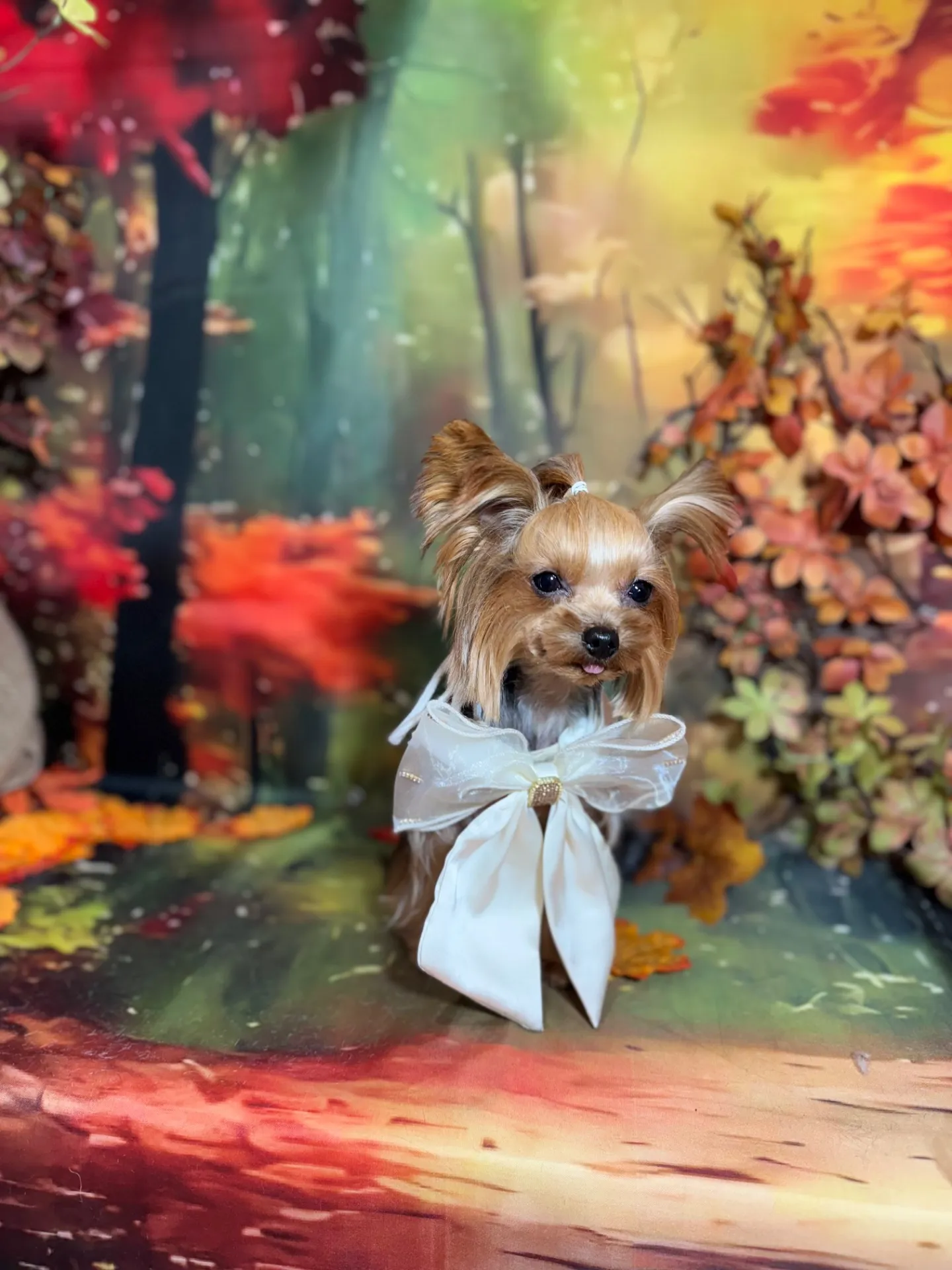 ベッキーちゃん