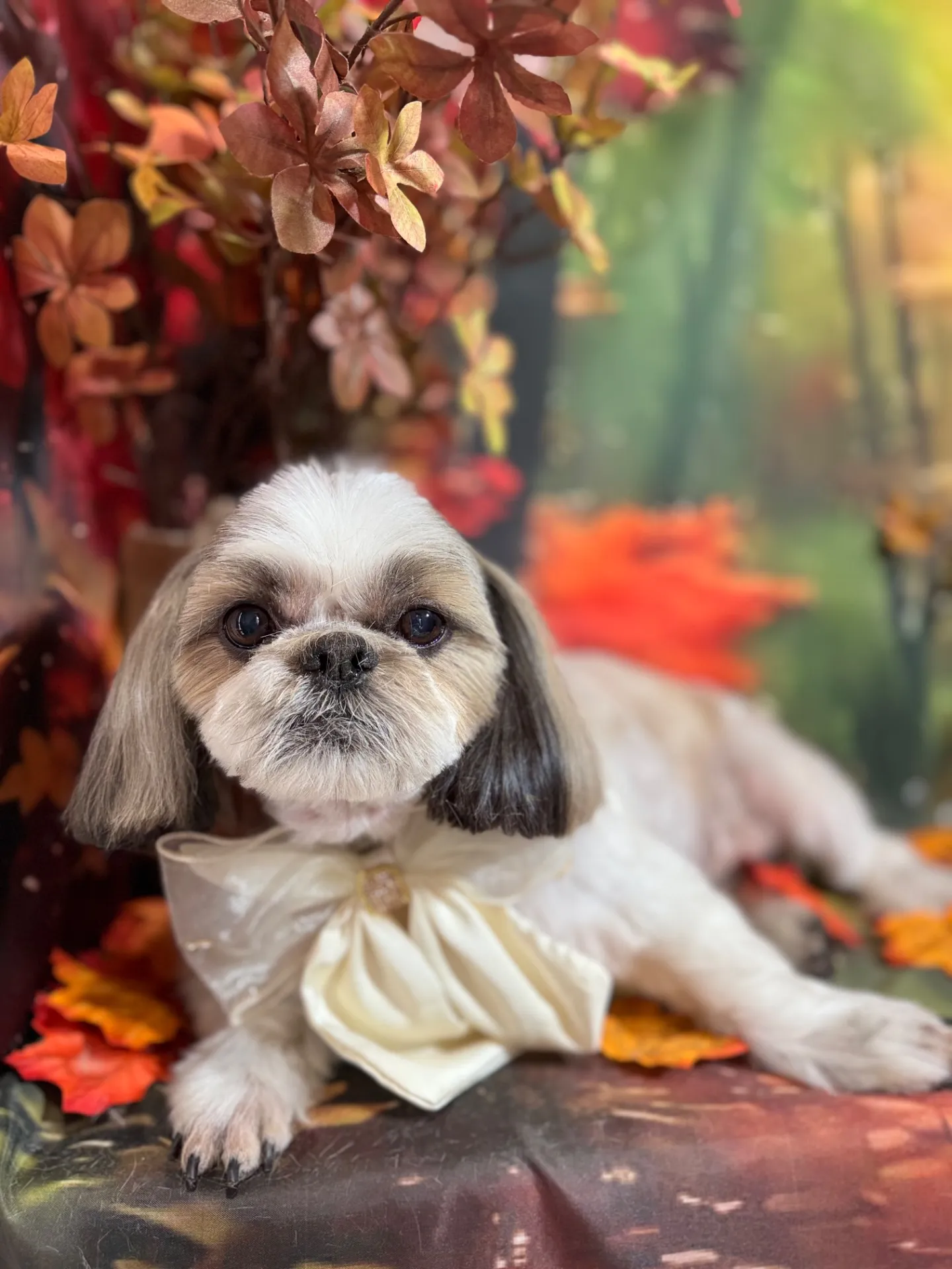 モモタロウくん