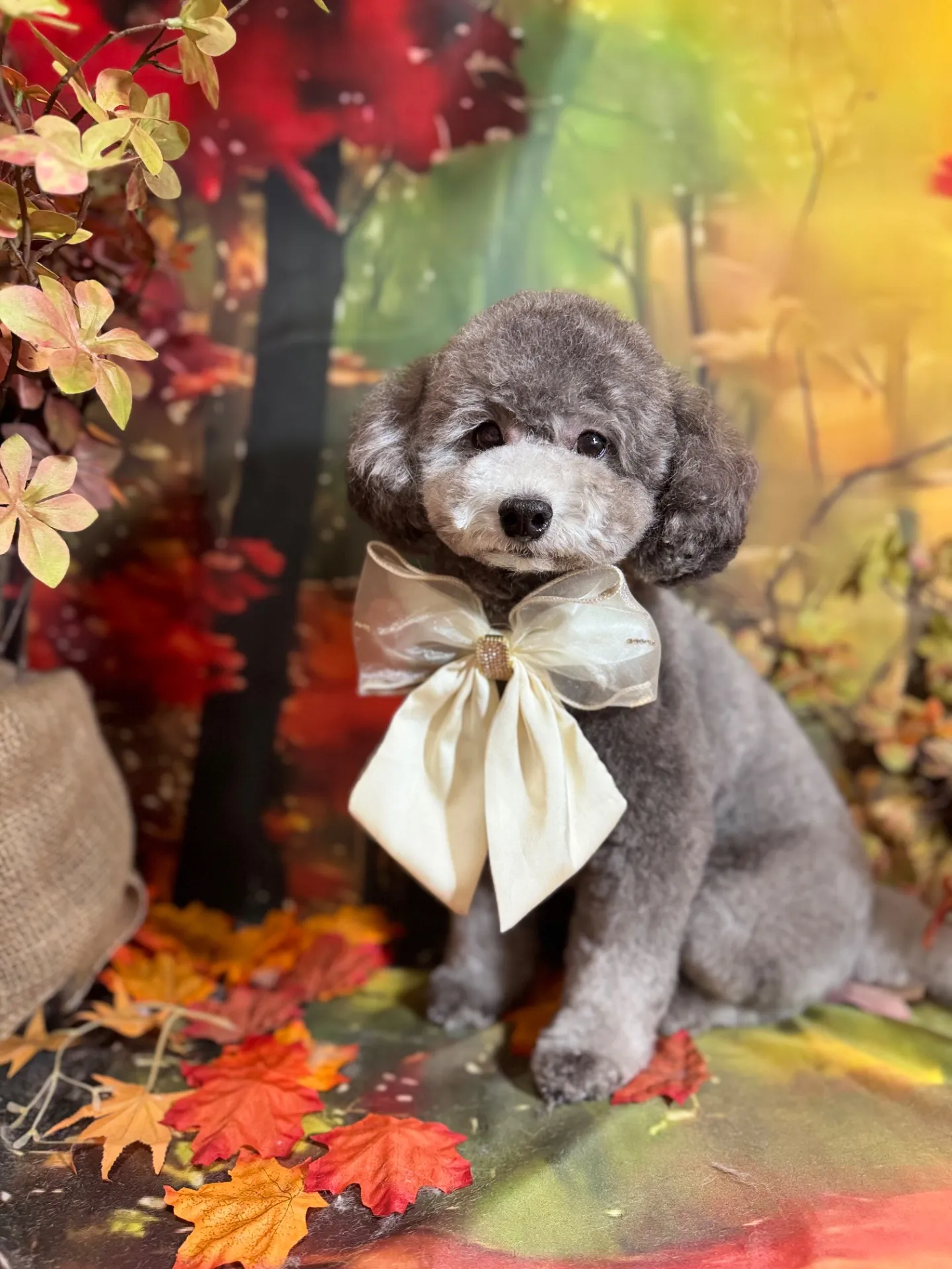 ギンナンちゃん