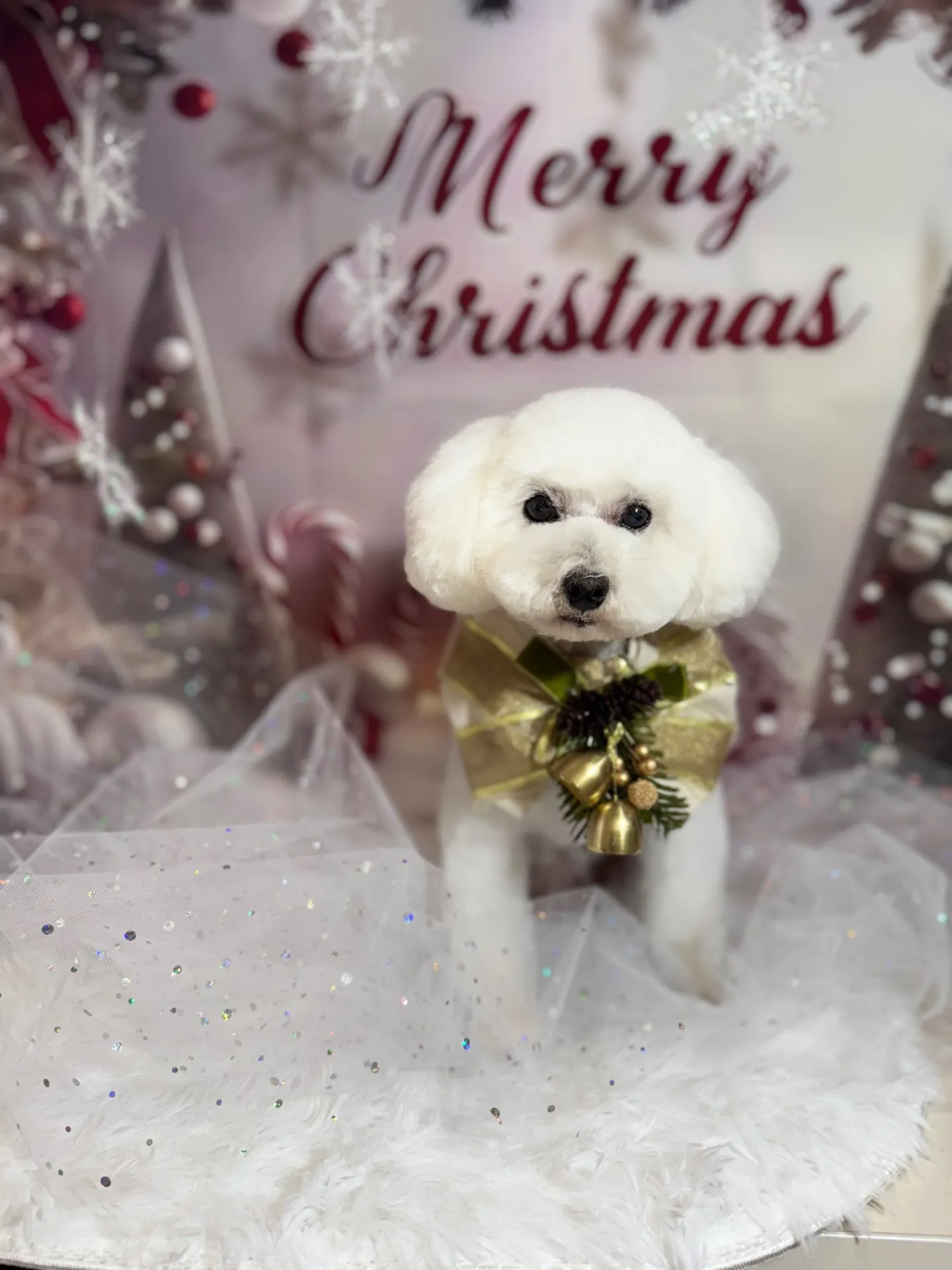 コットンちゃん