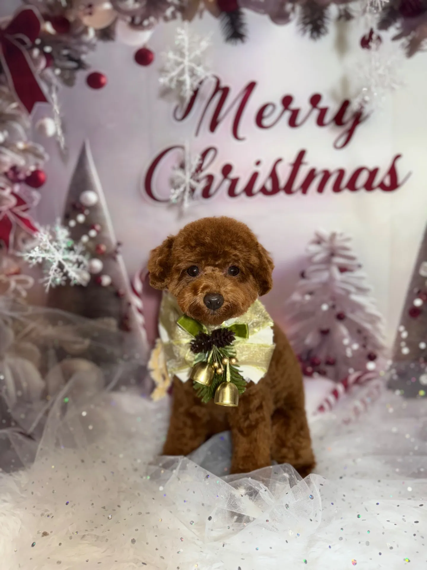 ハイビスカスちゃん