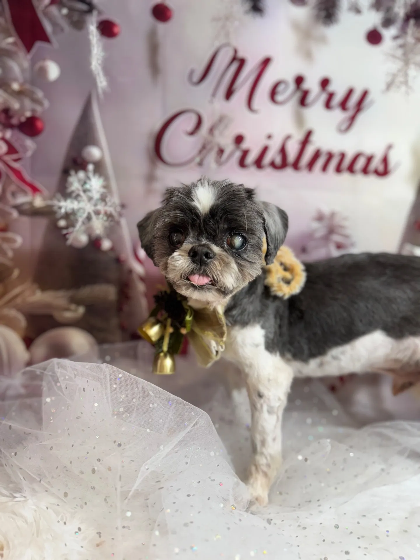 リュウセイくん