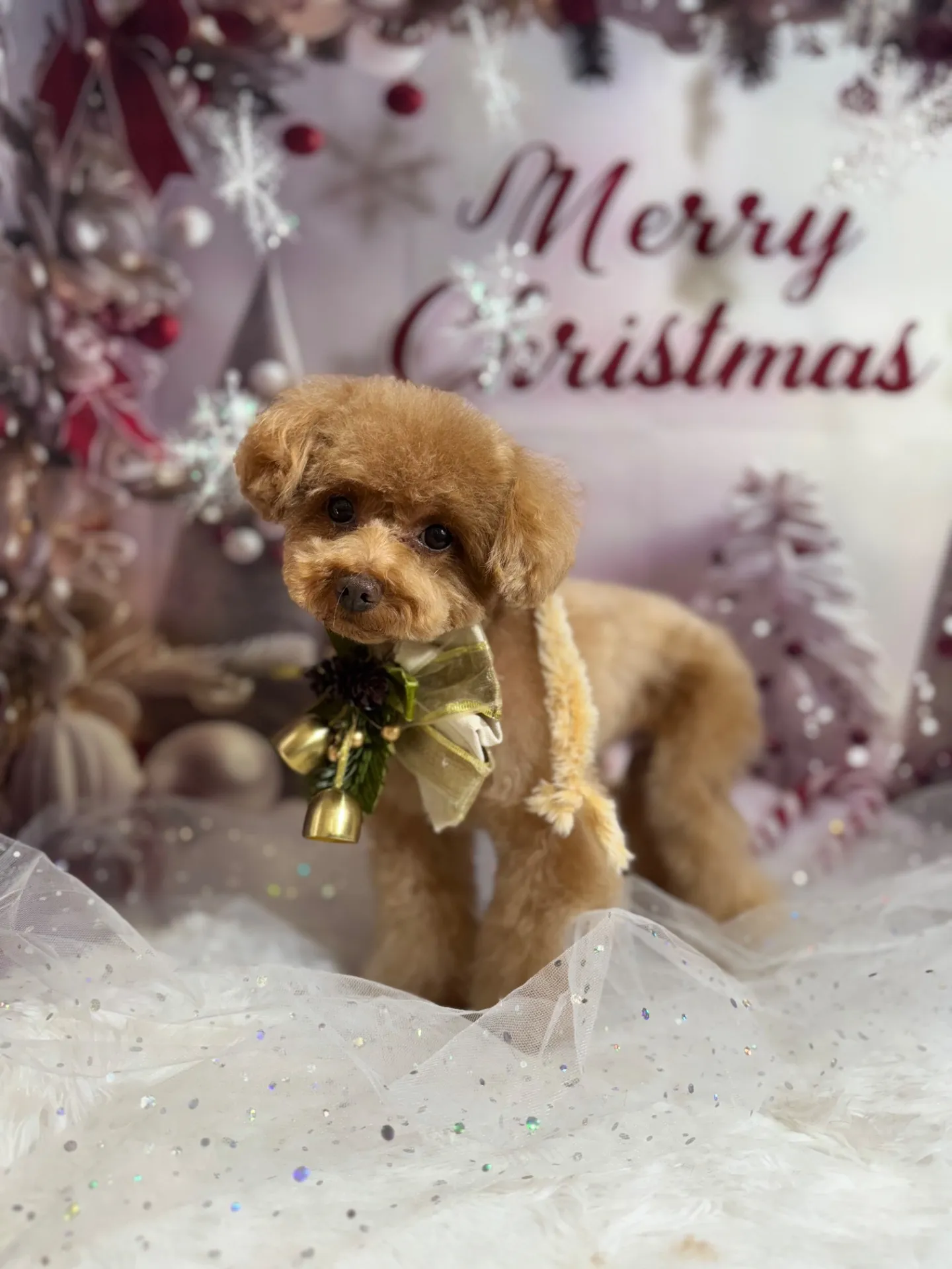 ビジューちゃん