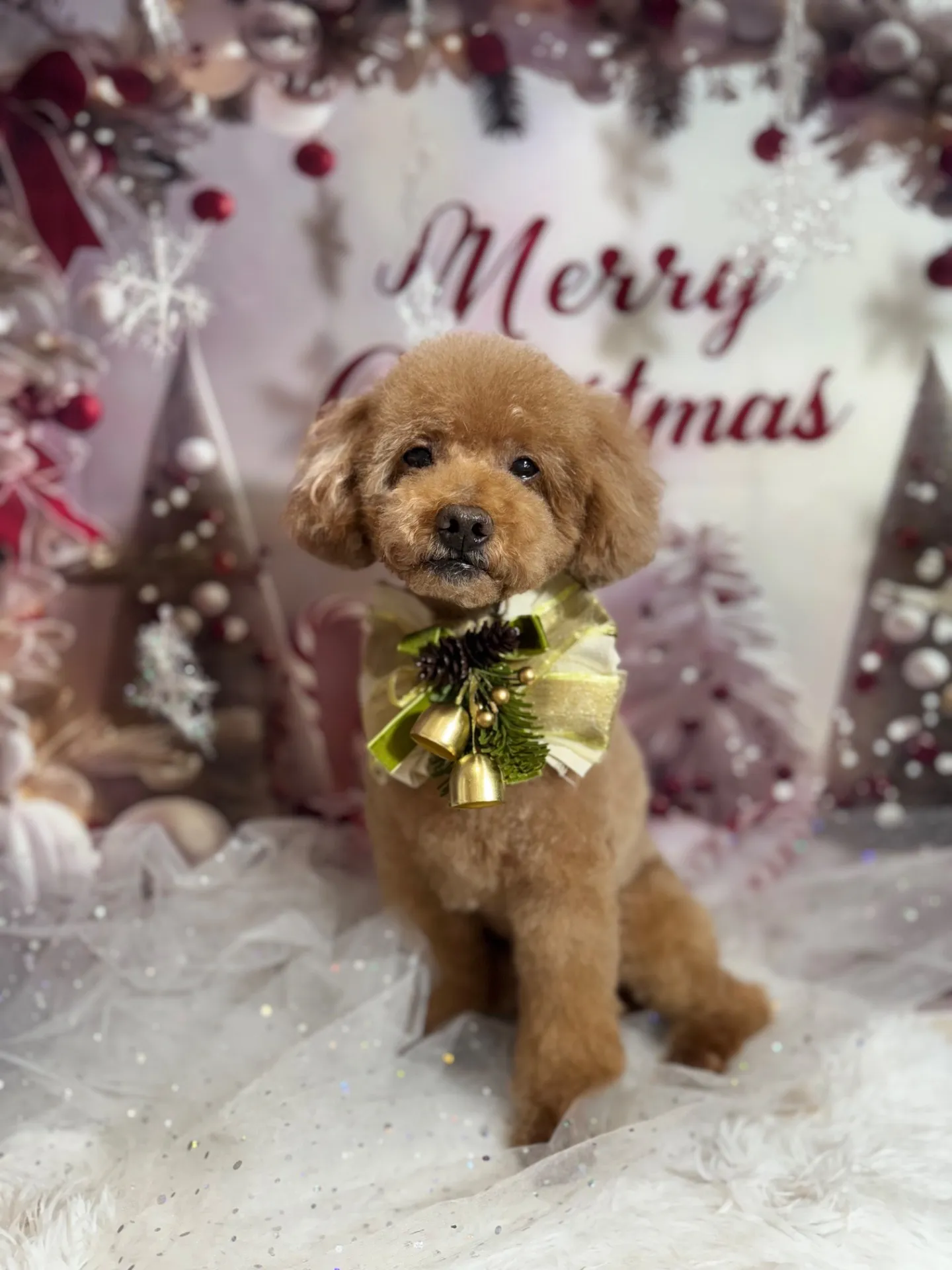 クッキーちゃん