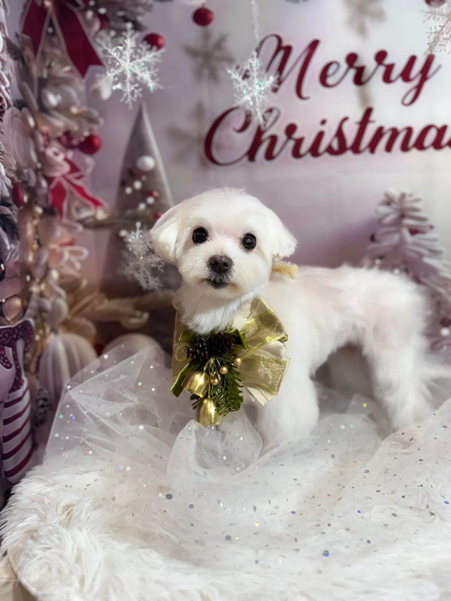 シェリーちゃん