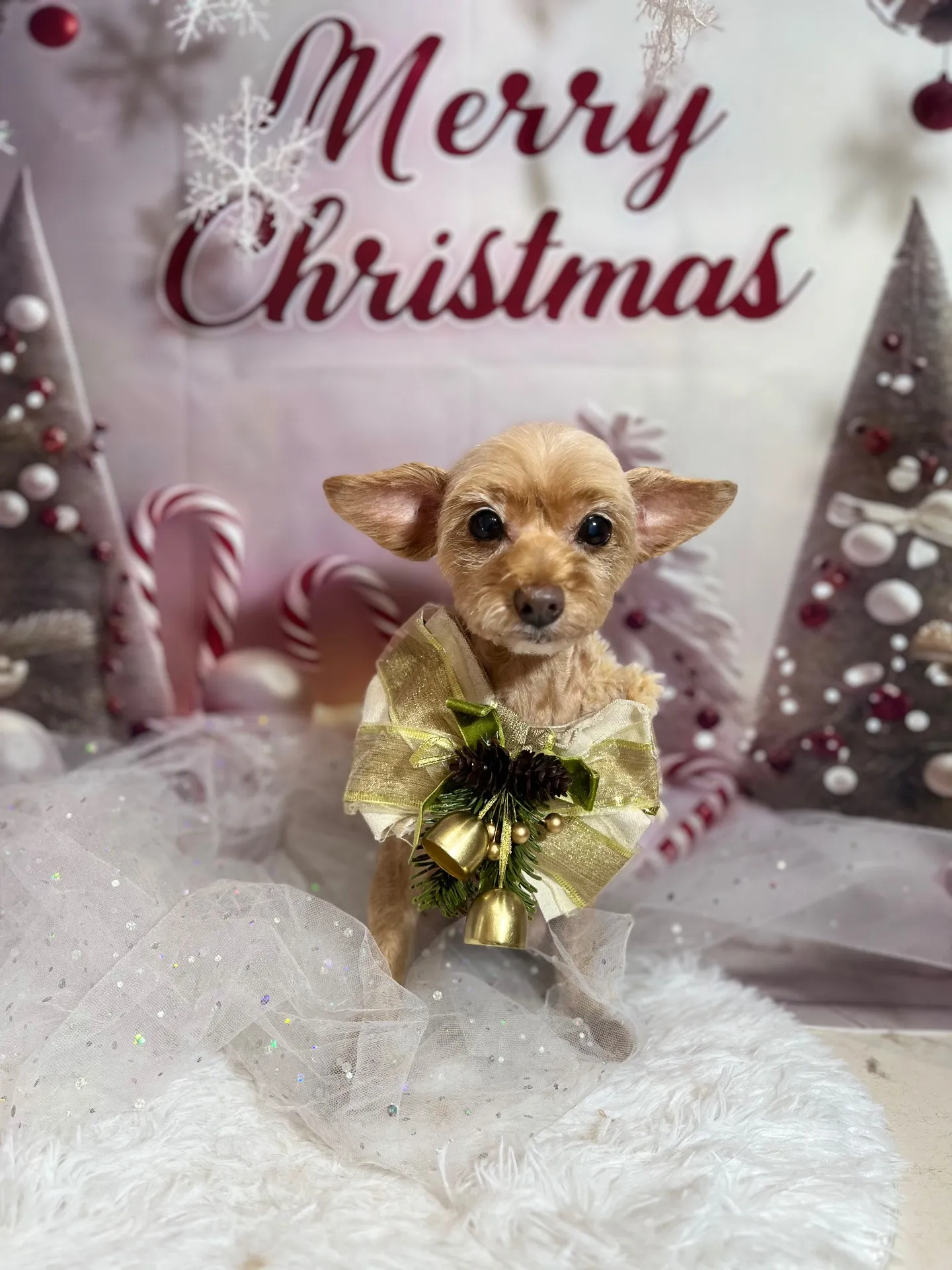 ティアラちゃん