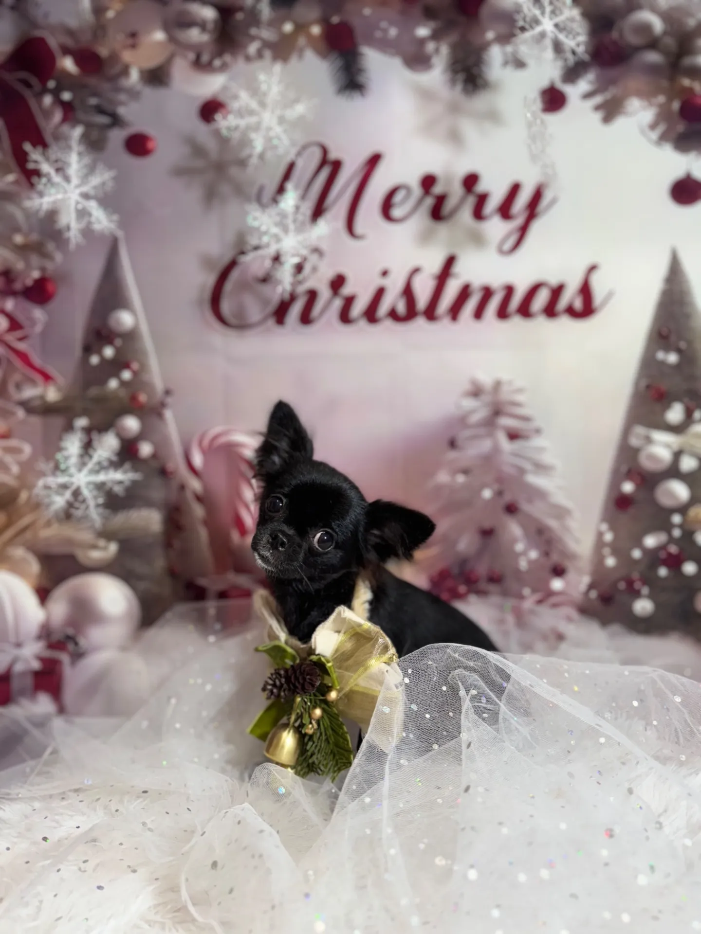 シズカゴゼンちゃん