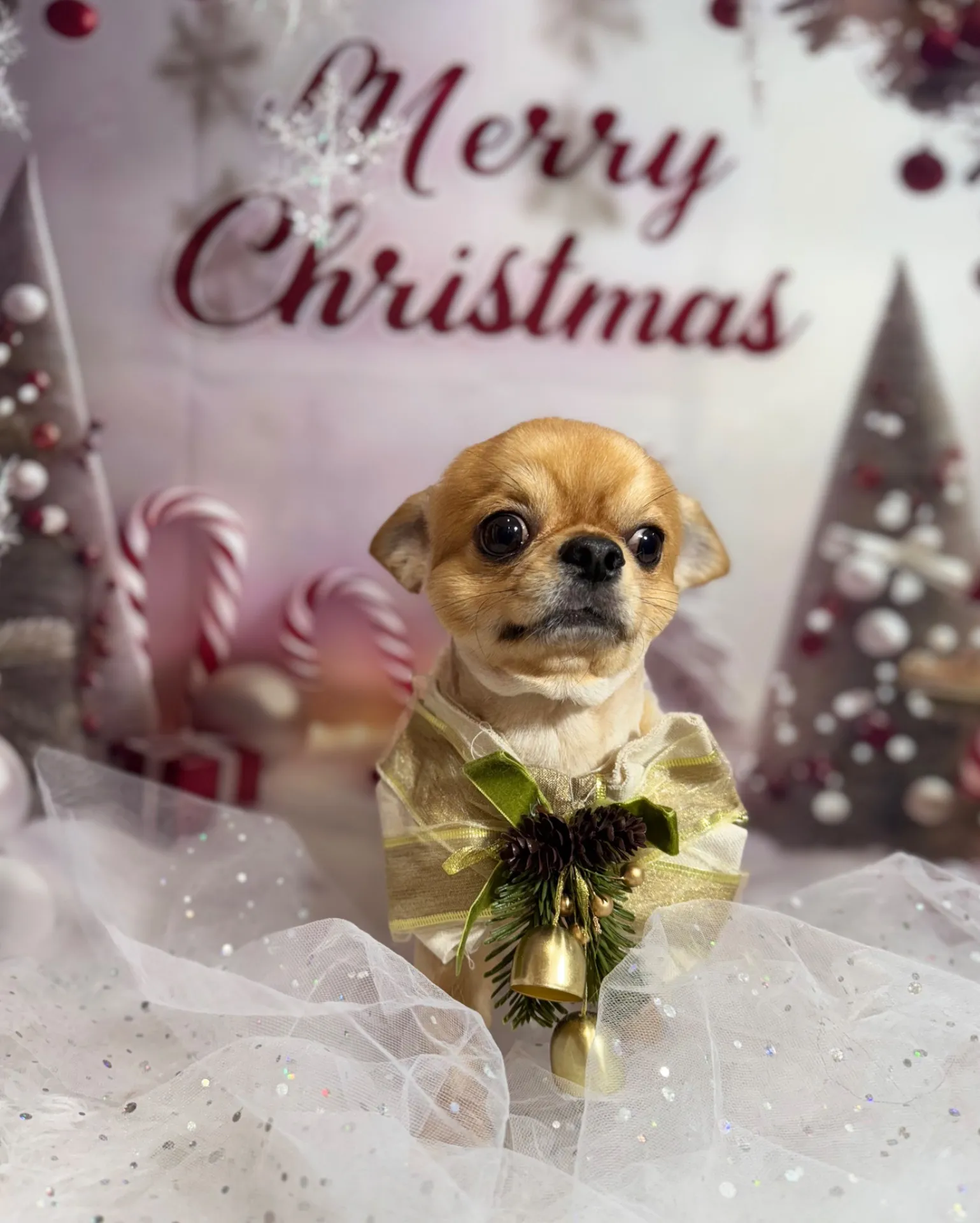 ウシワカマルくん