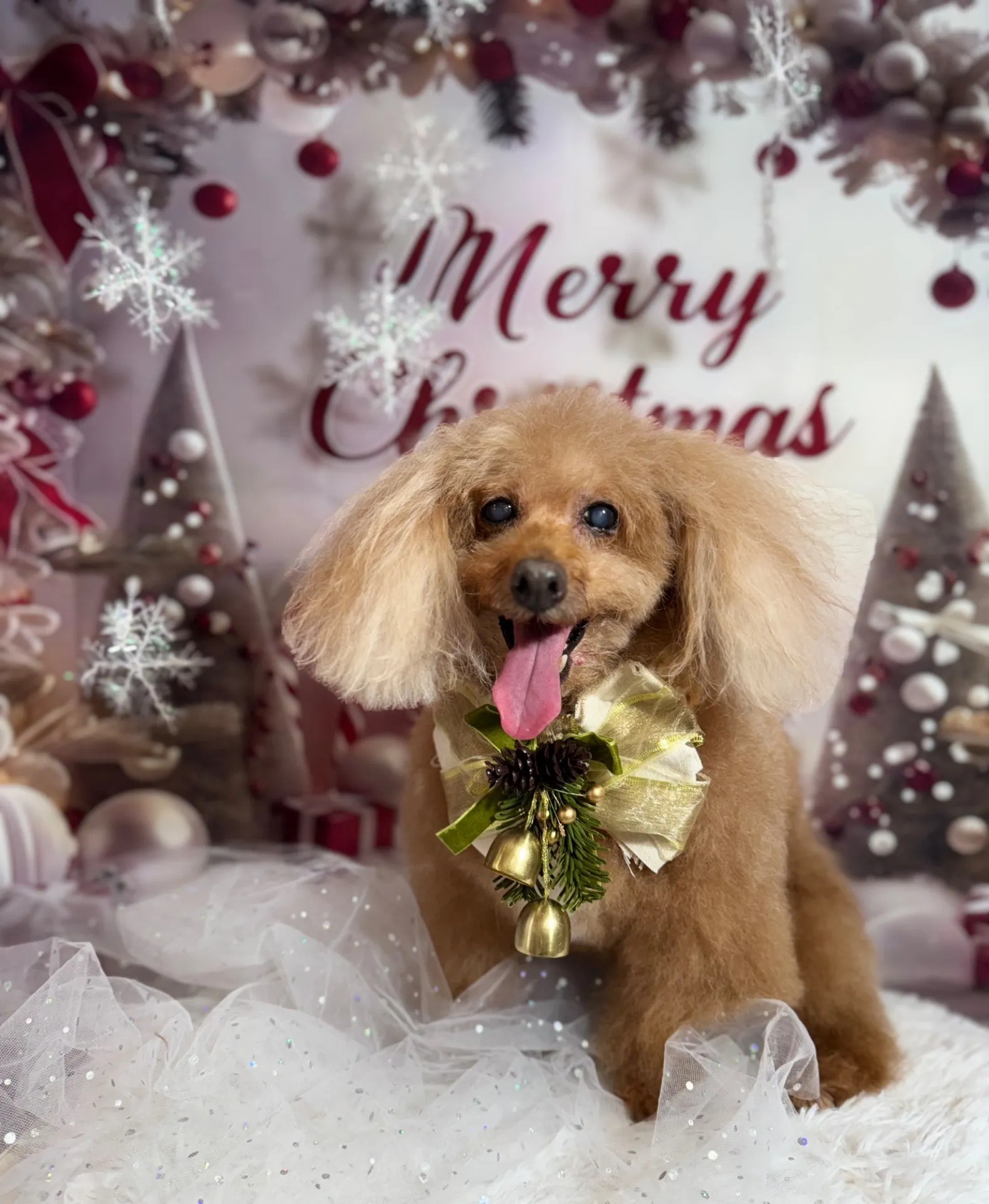 クッキーちゃん