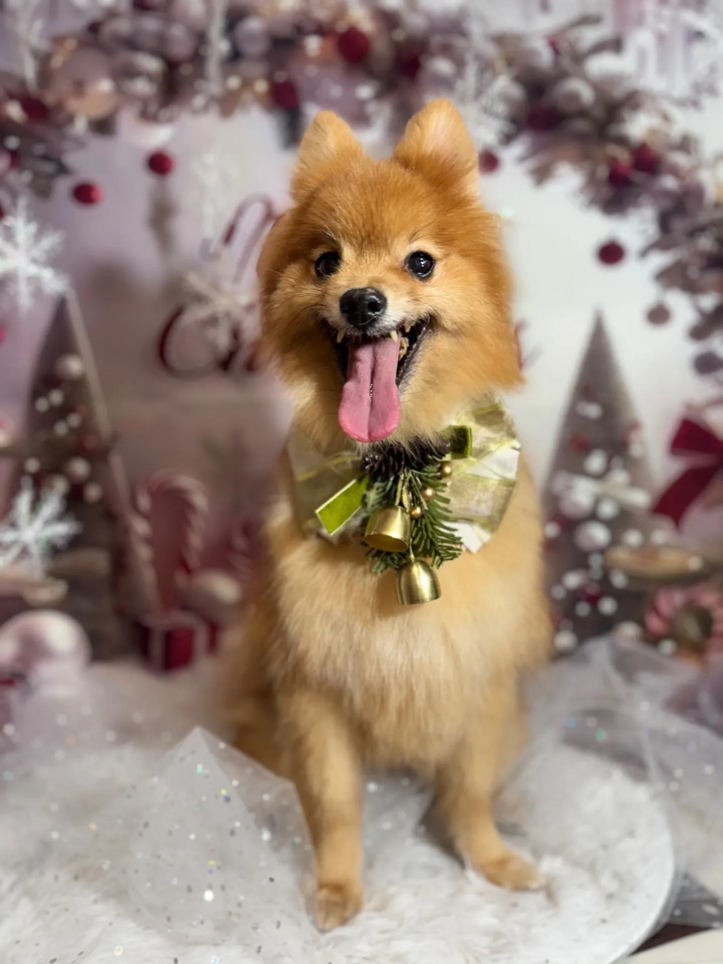 チャチャちゃん