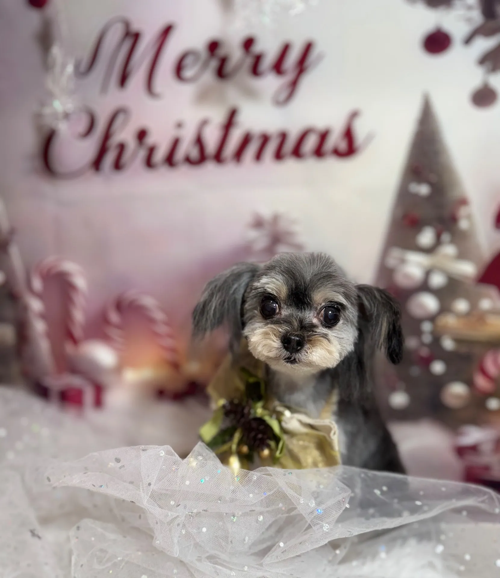 ショコラちゃん