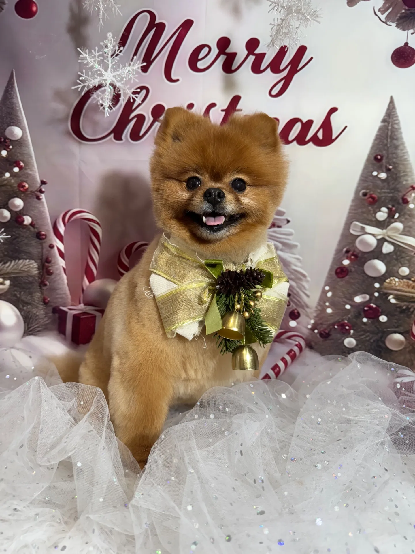 ショコラちゃん