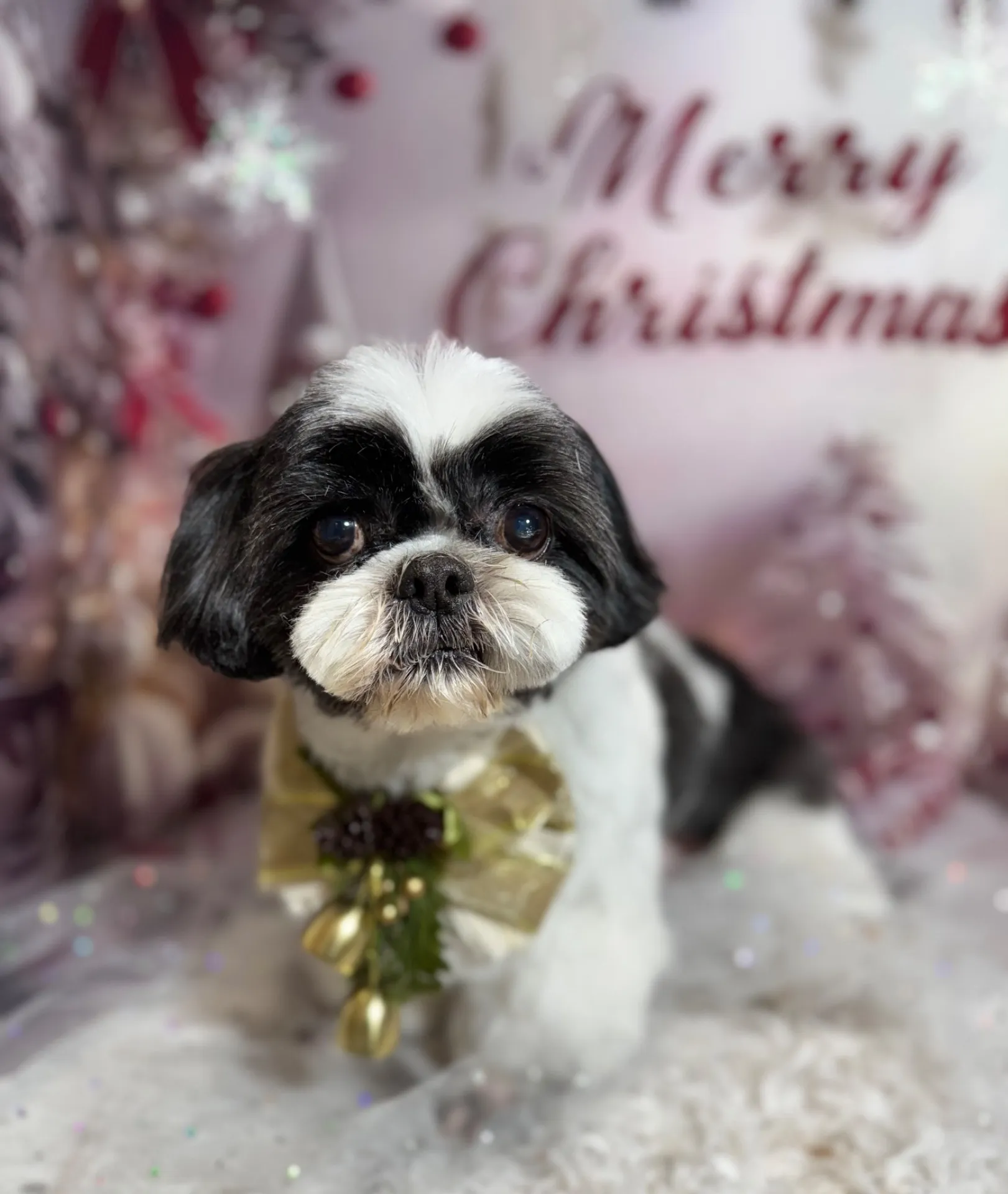 アイノスケくん