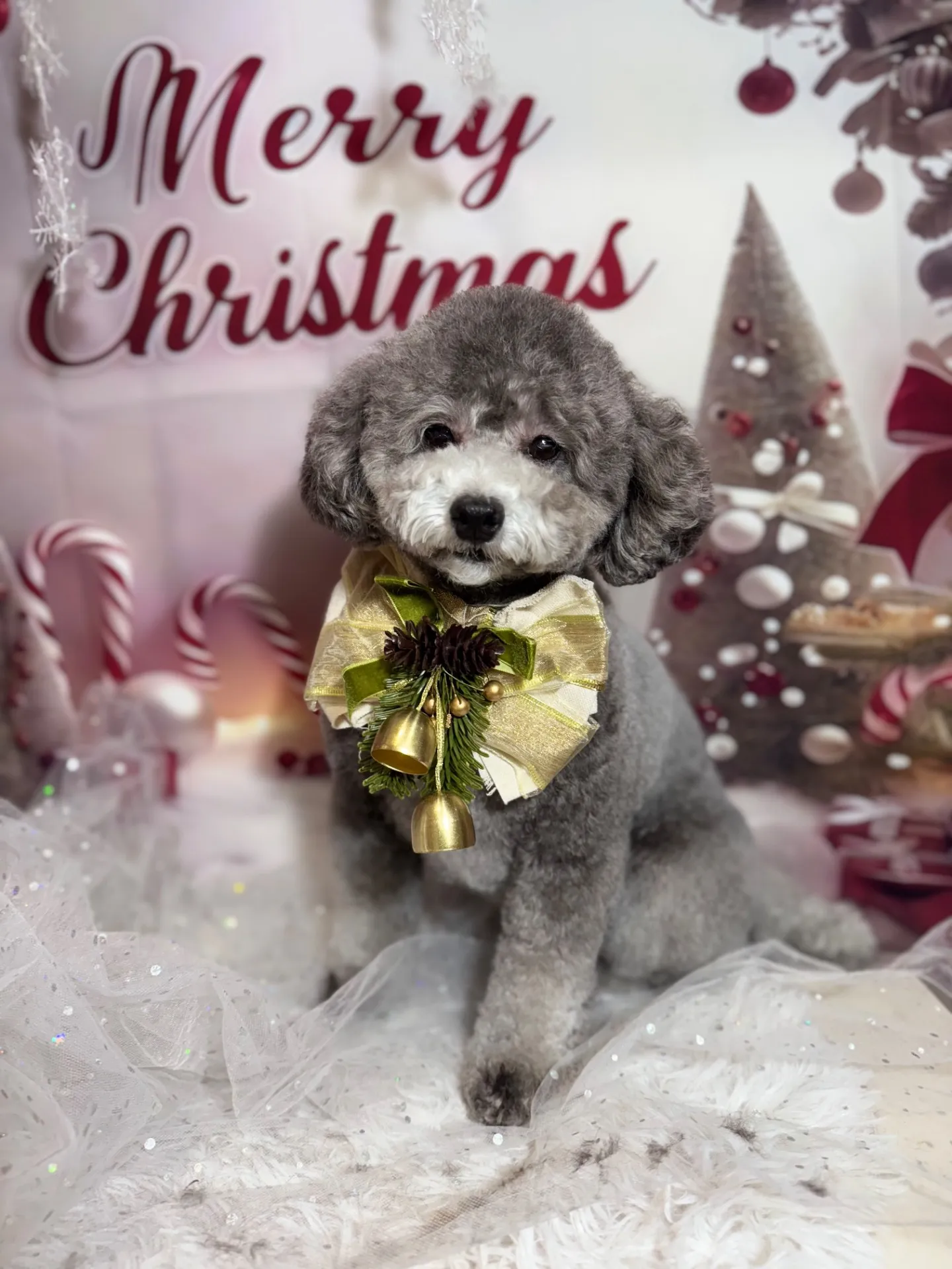 ギンナンちゃん