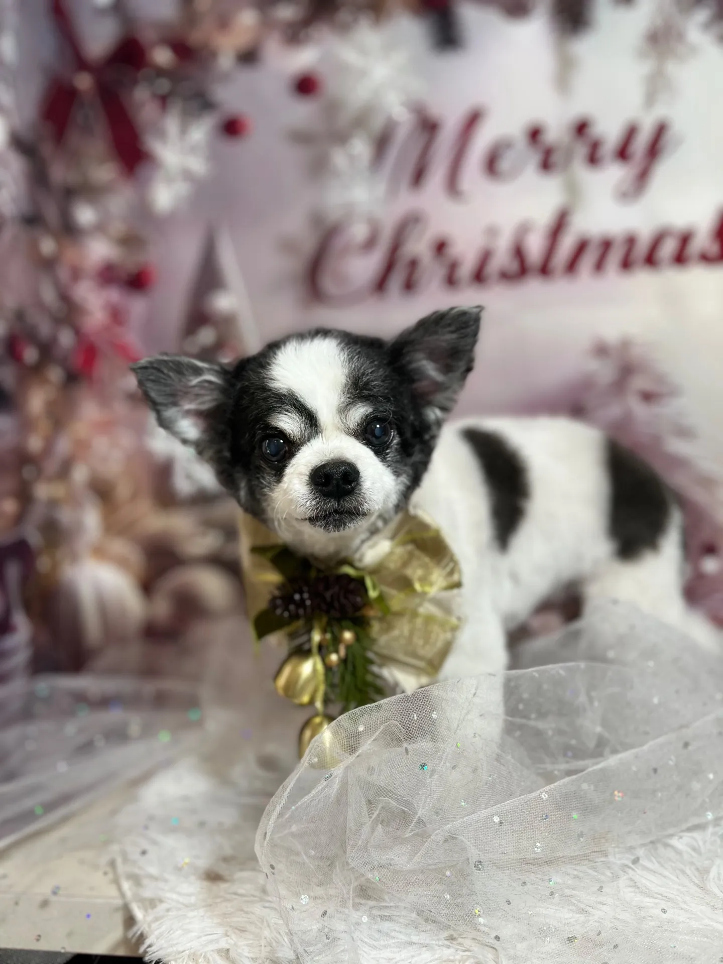 モコタロウくん