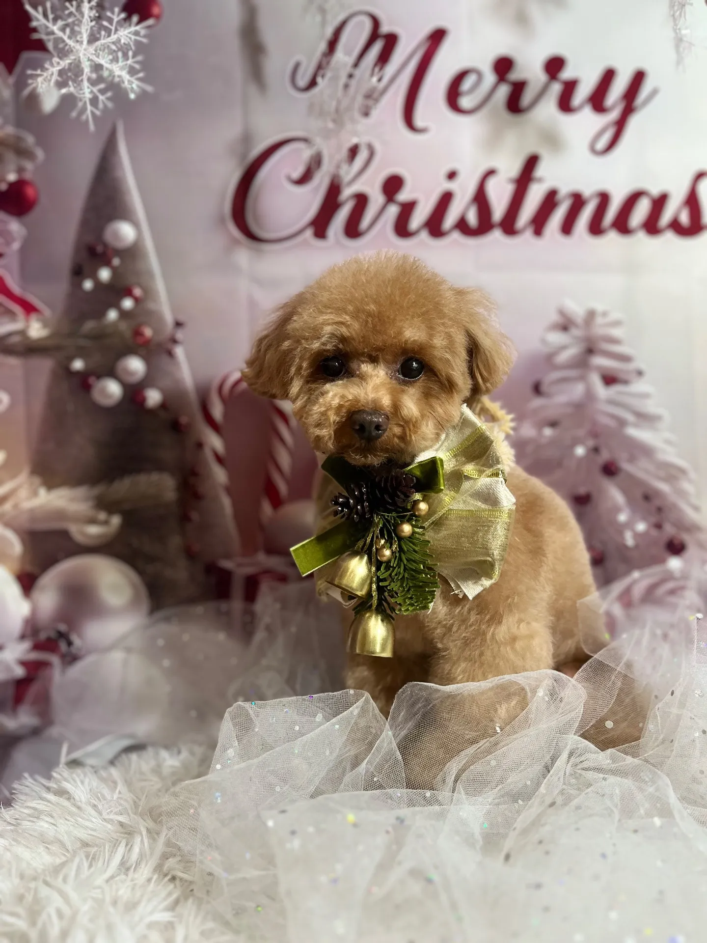 ビジューちゃん