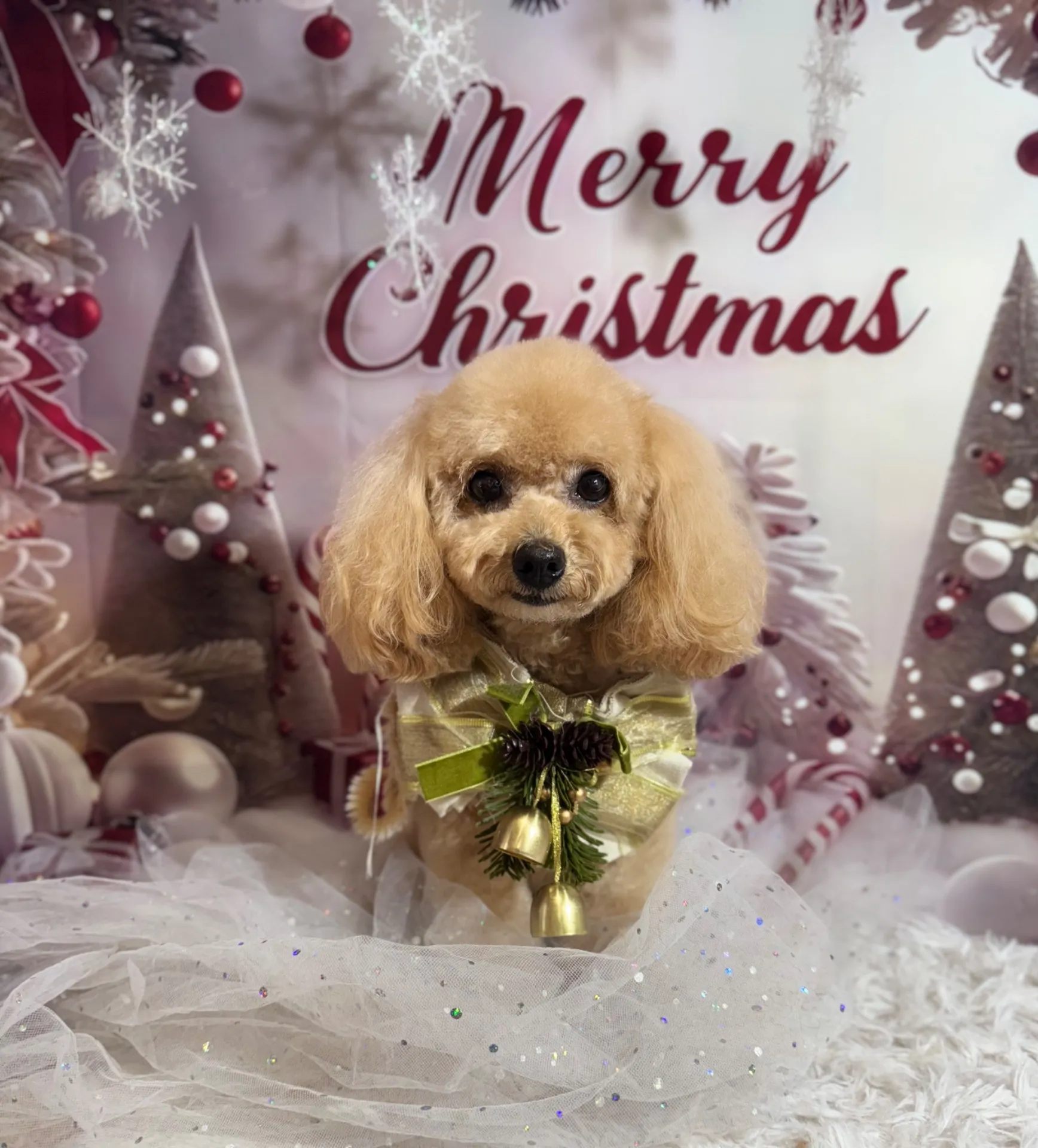 アンディちゃん