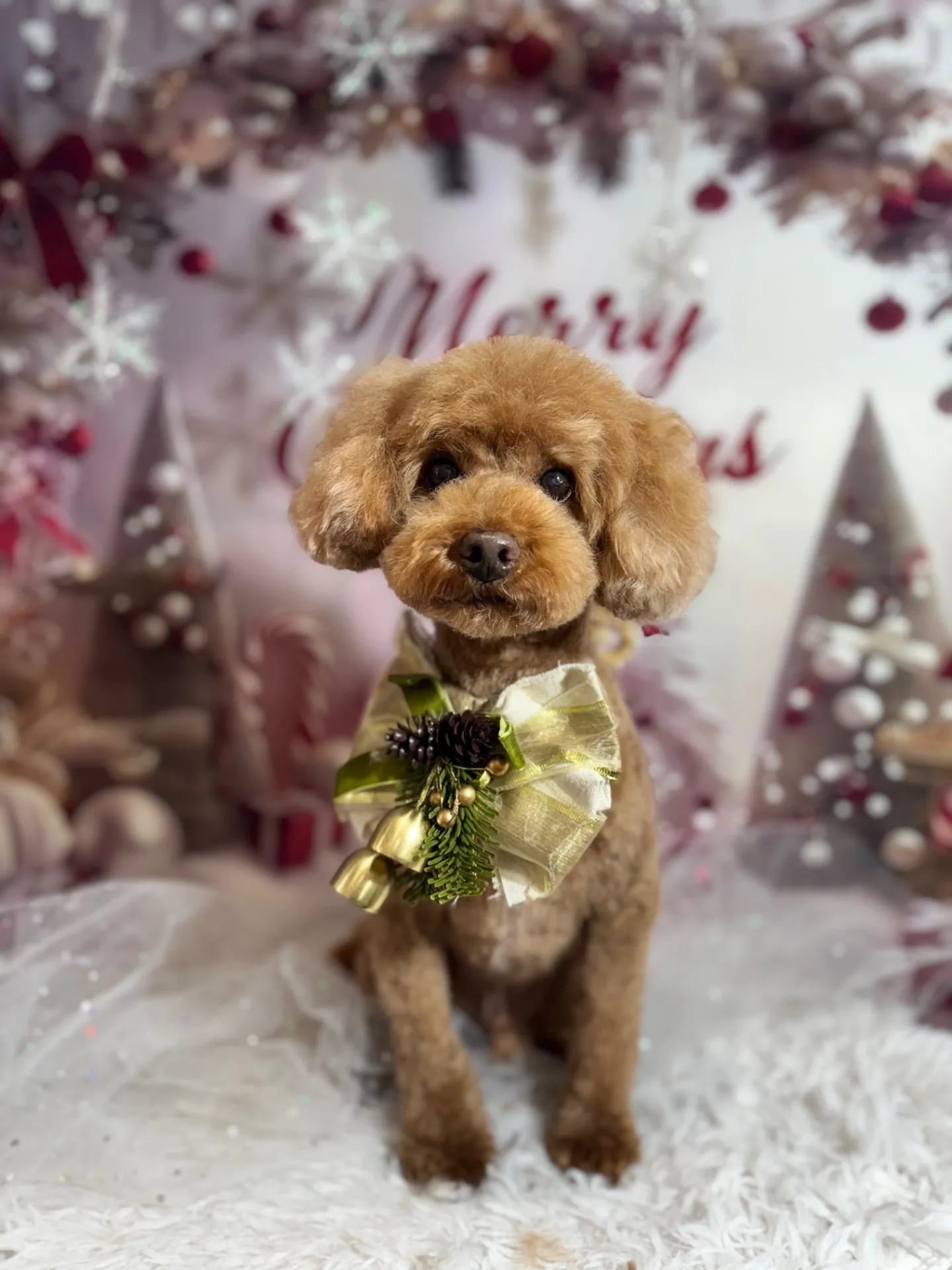 チャッピーちゃん