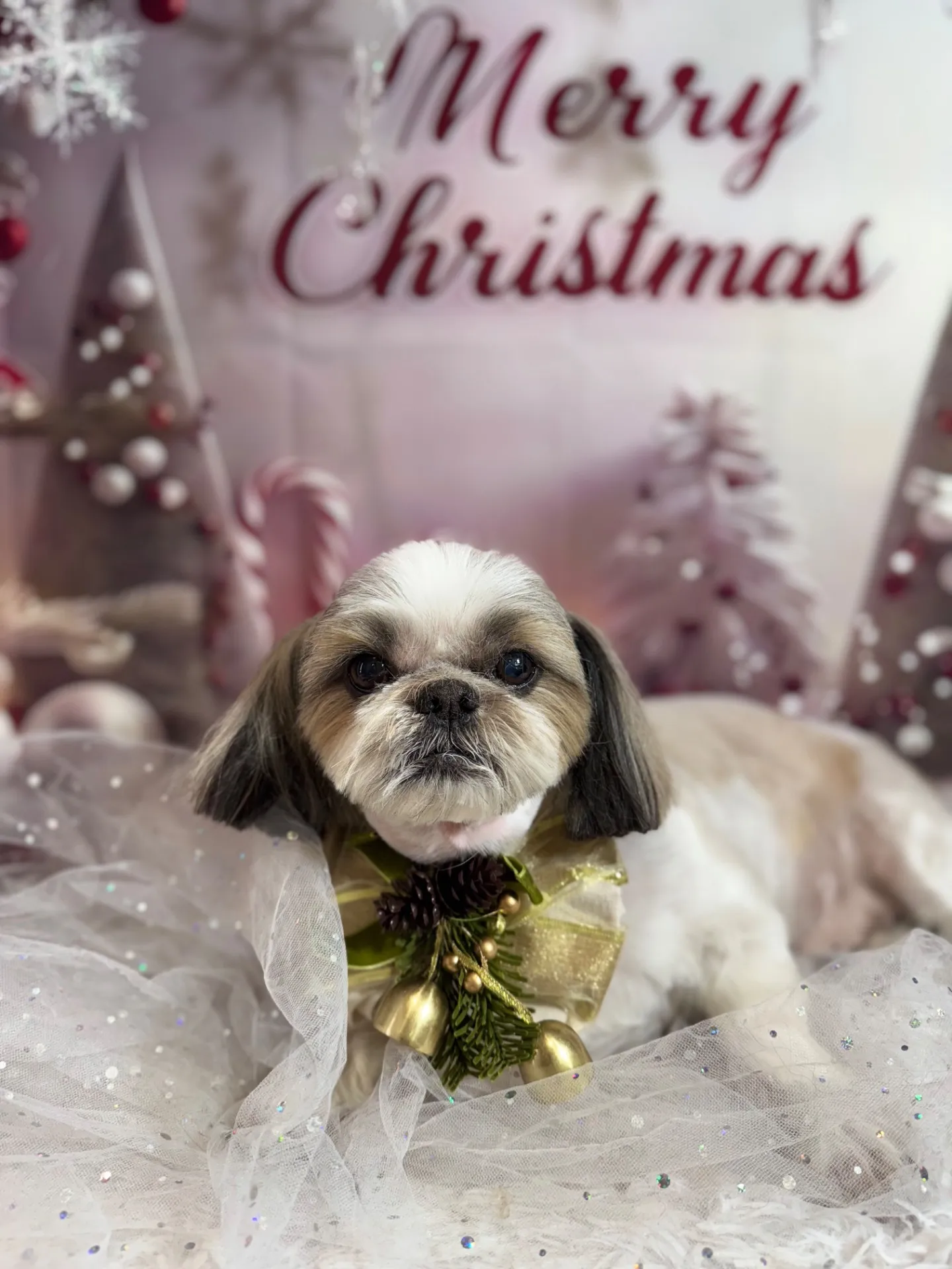 モモタロウくん