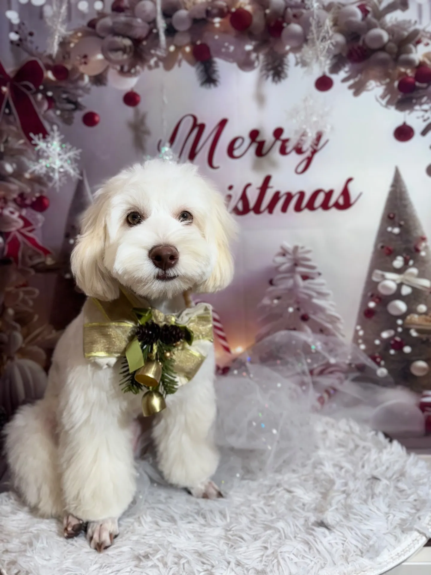 ヴィットーリアちゃん