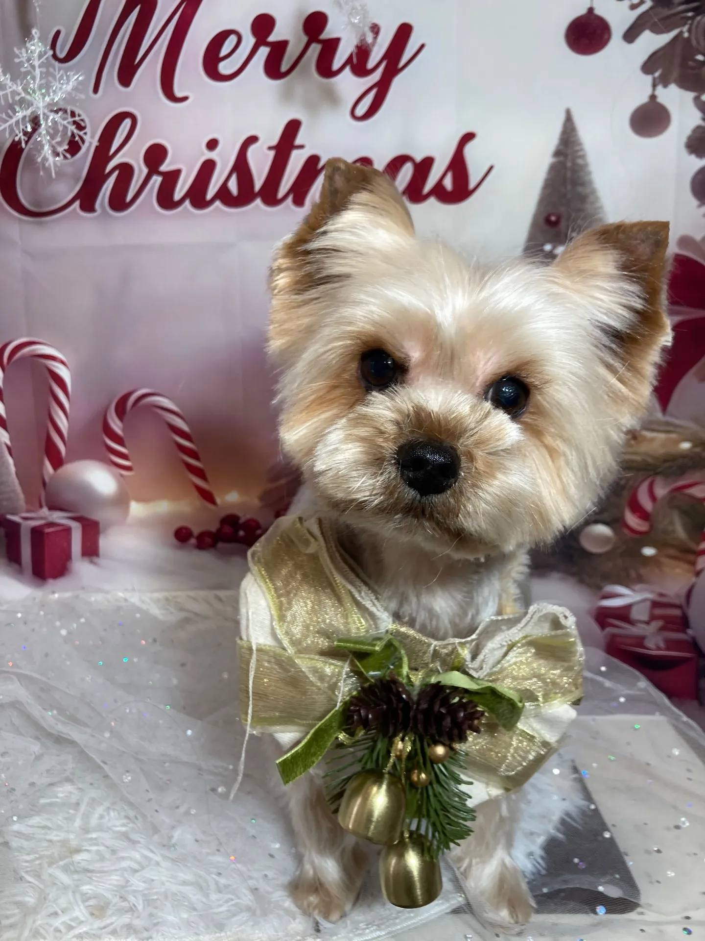 キャップちゃん