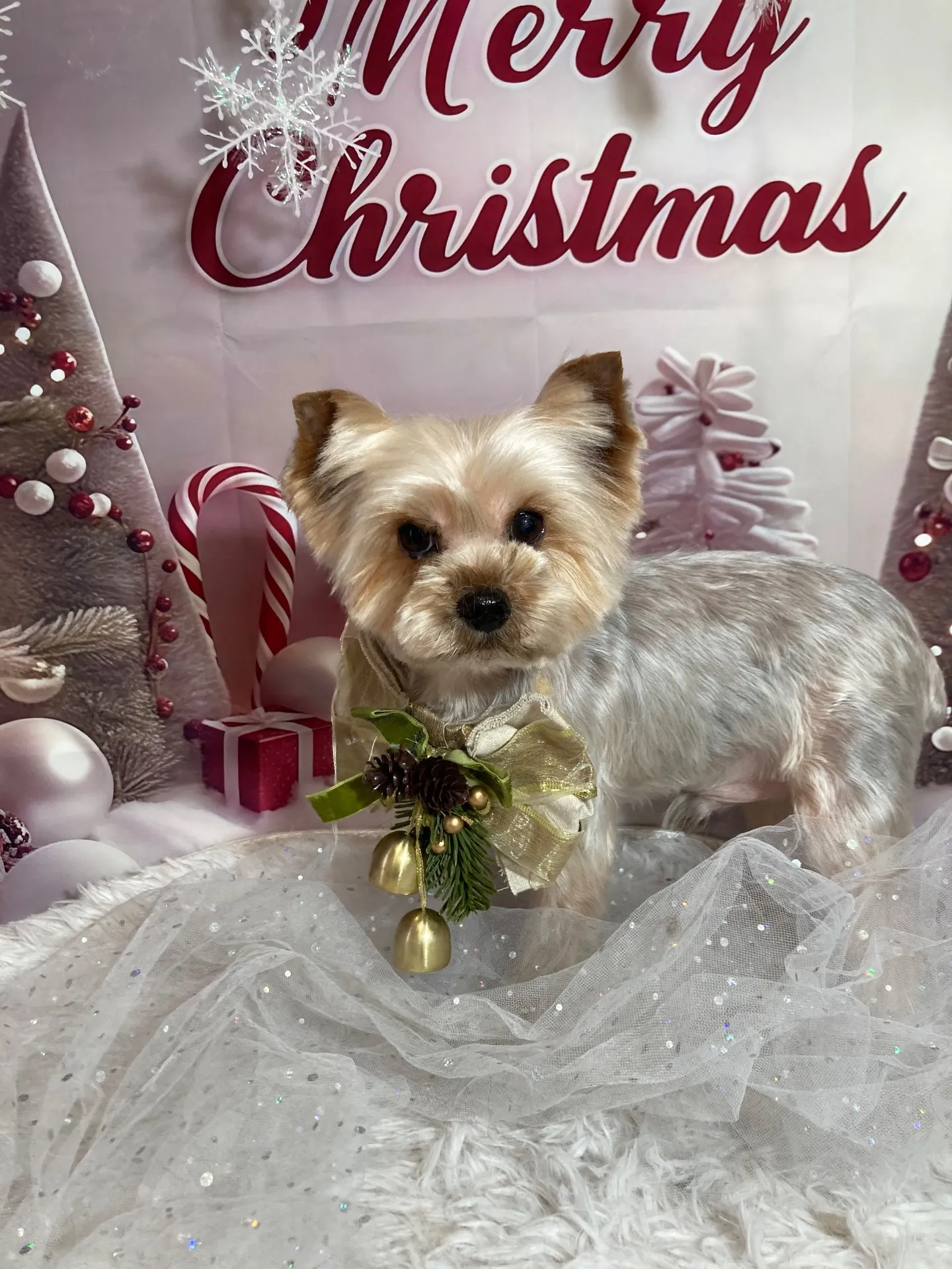 キャップちゃん