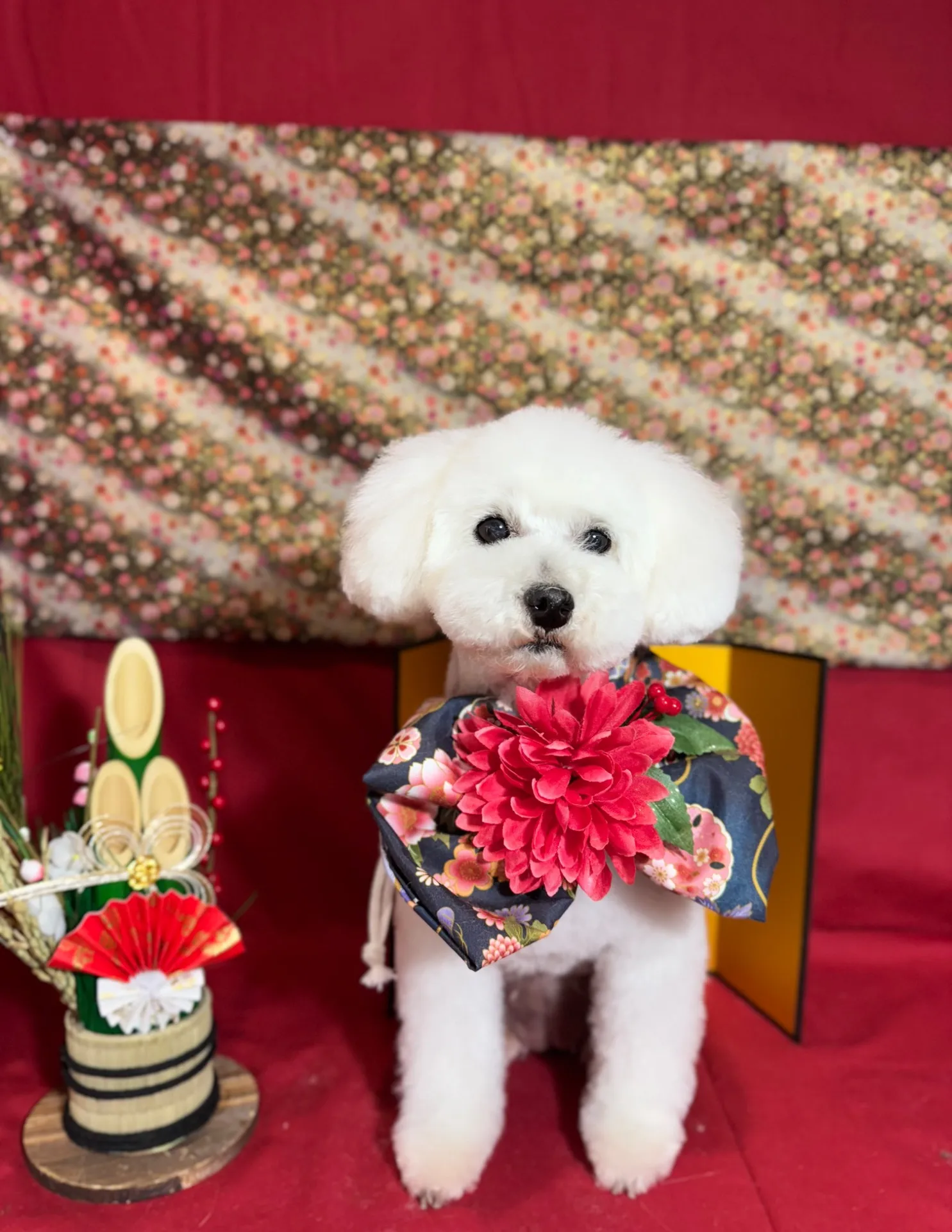 コットンちゃん