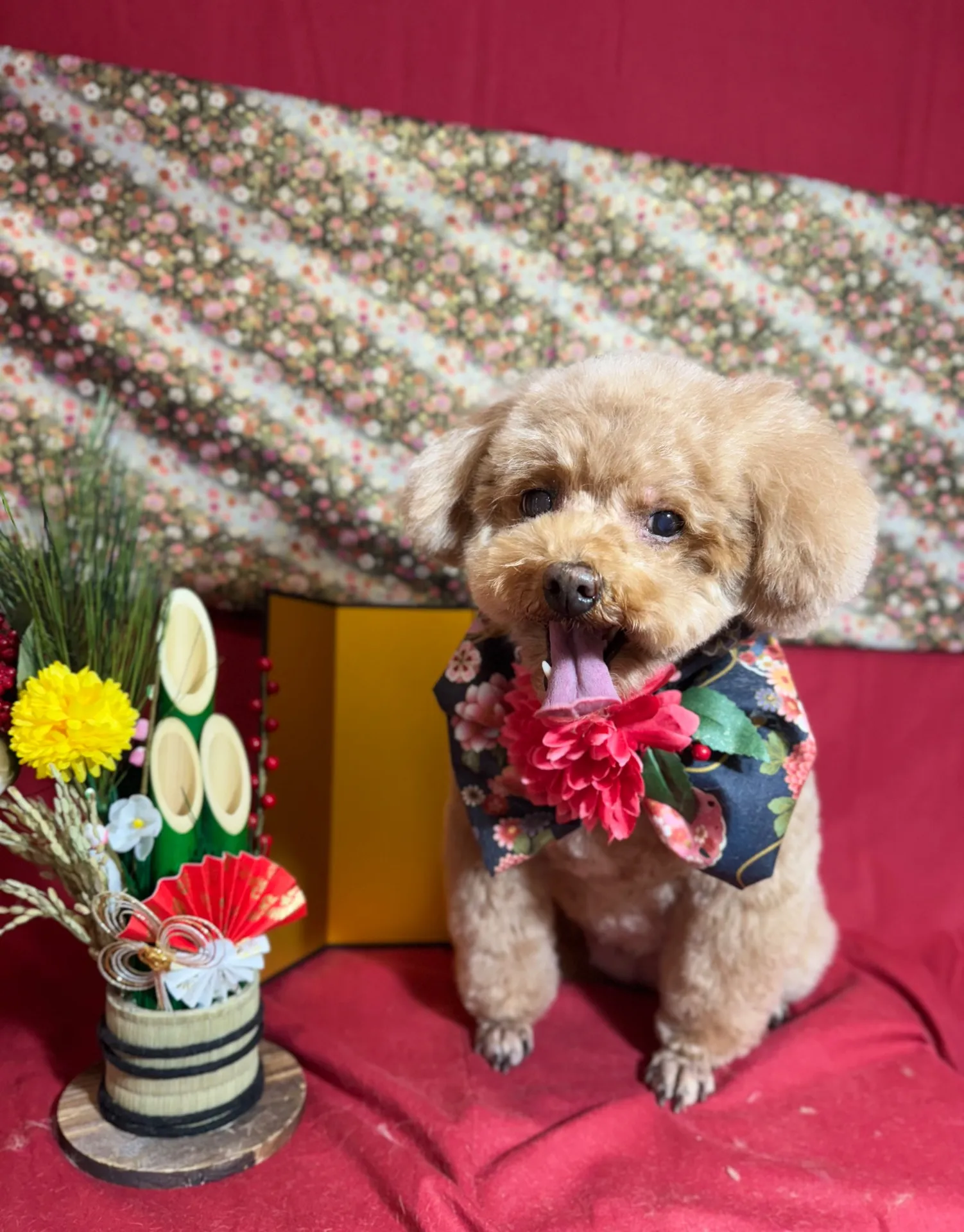 シェリーちゃん