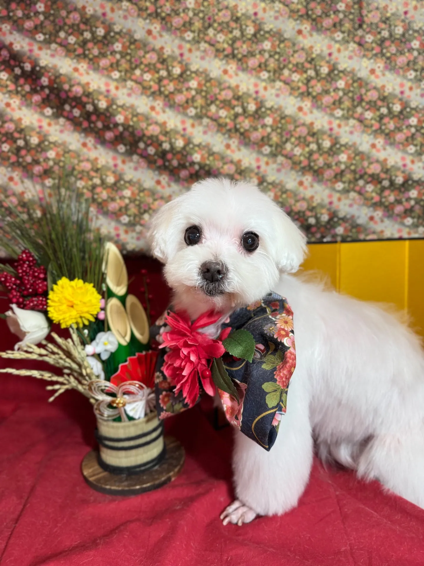 シェリーちゃん