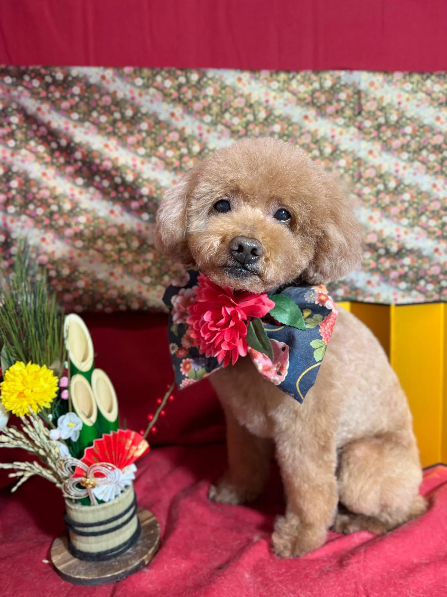 クッキーちゃん