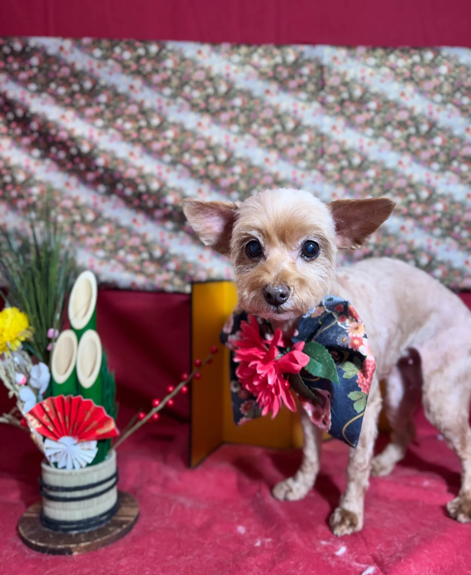 ティアラちゃん