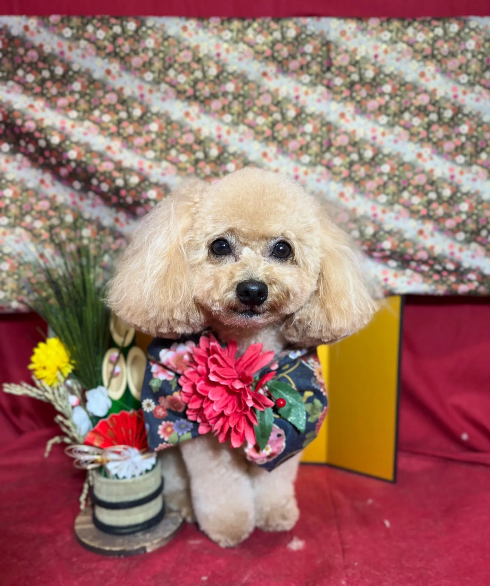 アンディちゃん